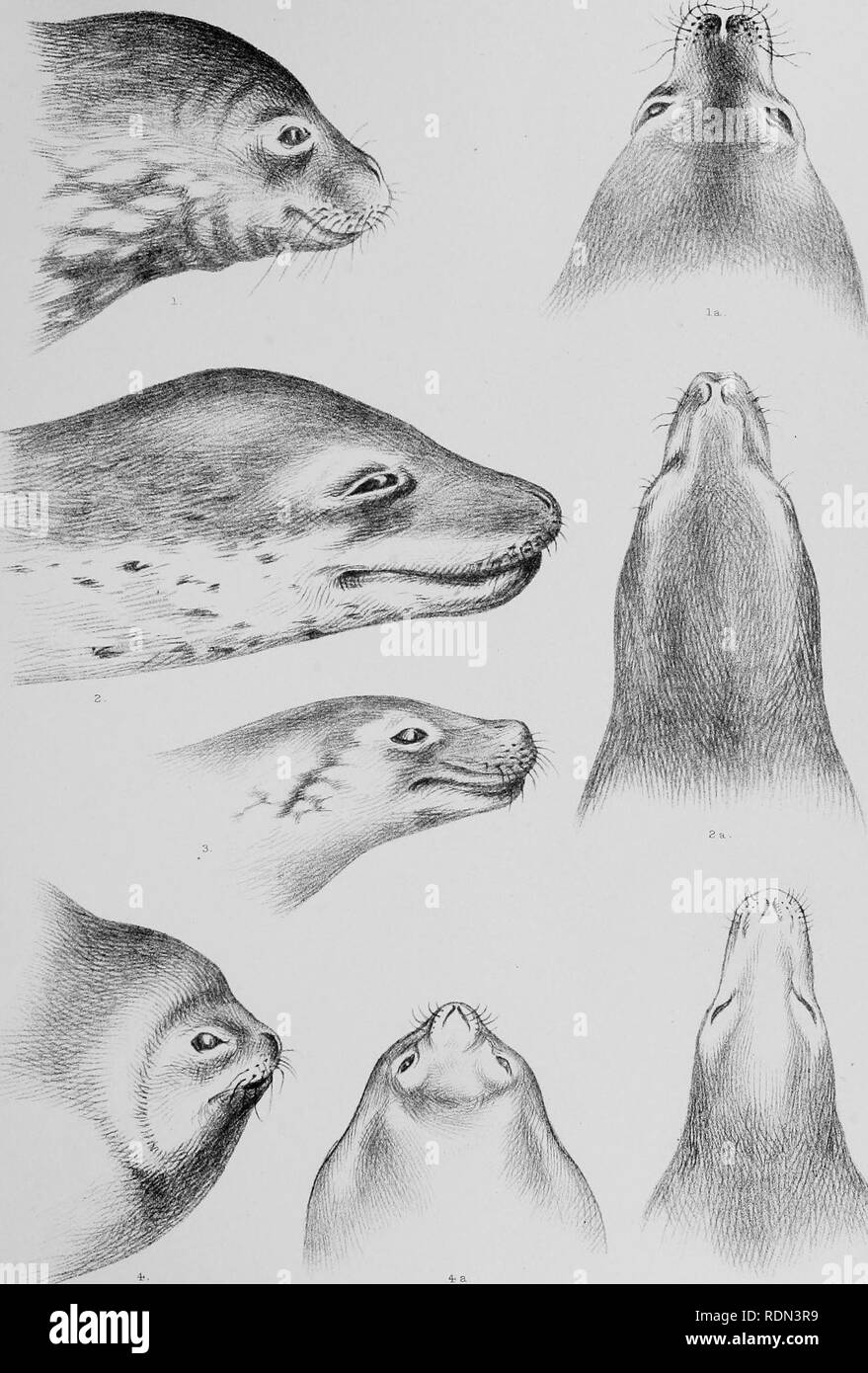 . Natural history. Geology; Zoology; Botany. ^ntaxctic (Discovery) t.xp. Seals, Plate II, E.A Wilson del. Bale &amp;. DanielssolL, Li- litK. Please note that these images are extracted from scanned page images that may have been digitally enhanced for readability - coloration and appearance of these illustrations may not perfectly resemble the original work.. National Antarctic Expedition, 1907-1904; Fletcher, Lazarus, Sir 1854-1921; Bell, F. J. (Francis Jeffrey), 1855-1924; British Museum (Natural History). London, Printed by order of the Trustees of the British Museum Stock Photo