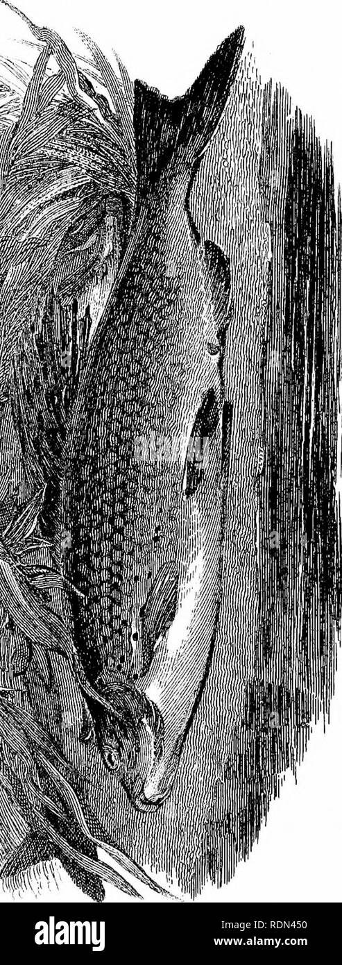 1630 1 Black and White Stock Photos & Images - Alamy