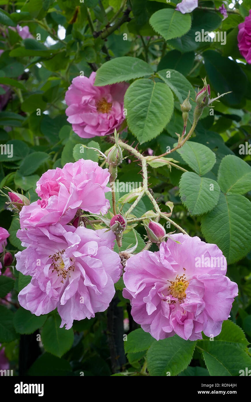 Rosa damascena var. trigintipetala; Kazanlik; Rosaceae; shurb; Damask;  flower semi-double Pink. Other name Rosa X damascena Trigintipetala,  Trindafil Stock Photo - Alamy