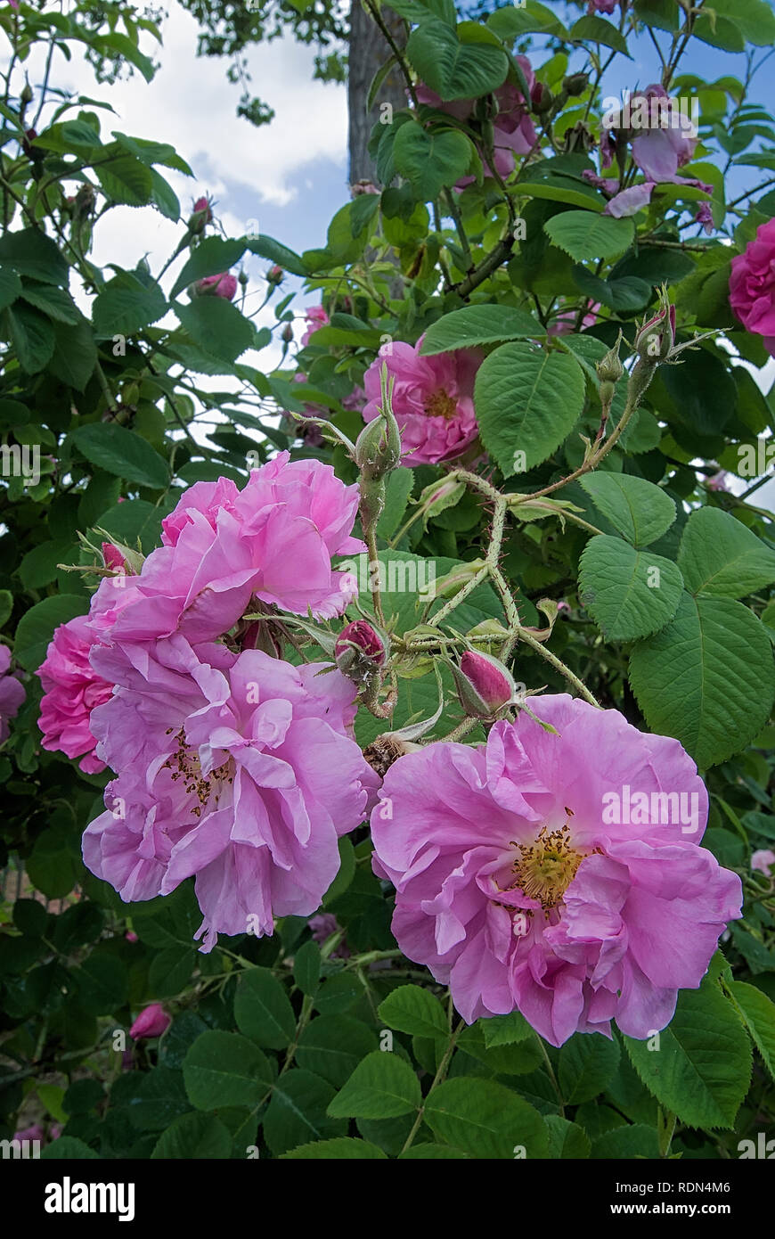 Rosa damascena var. trigintipetala; Kazanlik; Rosaceae; shurb; Damask; flower semi-double  Pink. Other name Rosa X damascena Trigintipetala, Trindafil Stock Photo