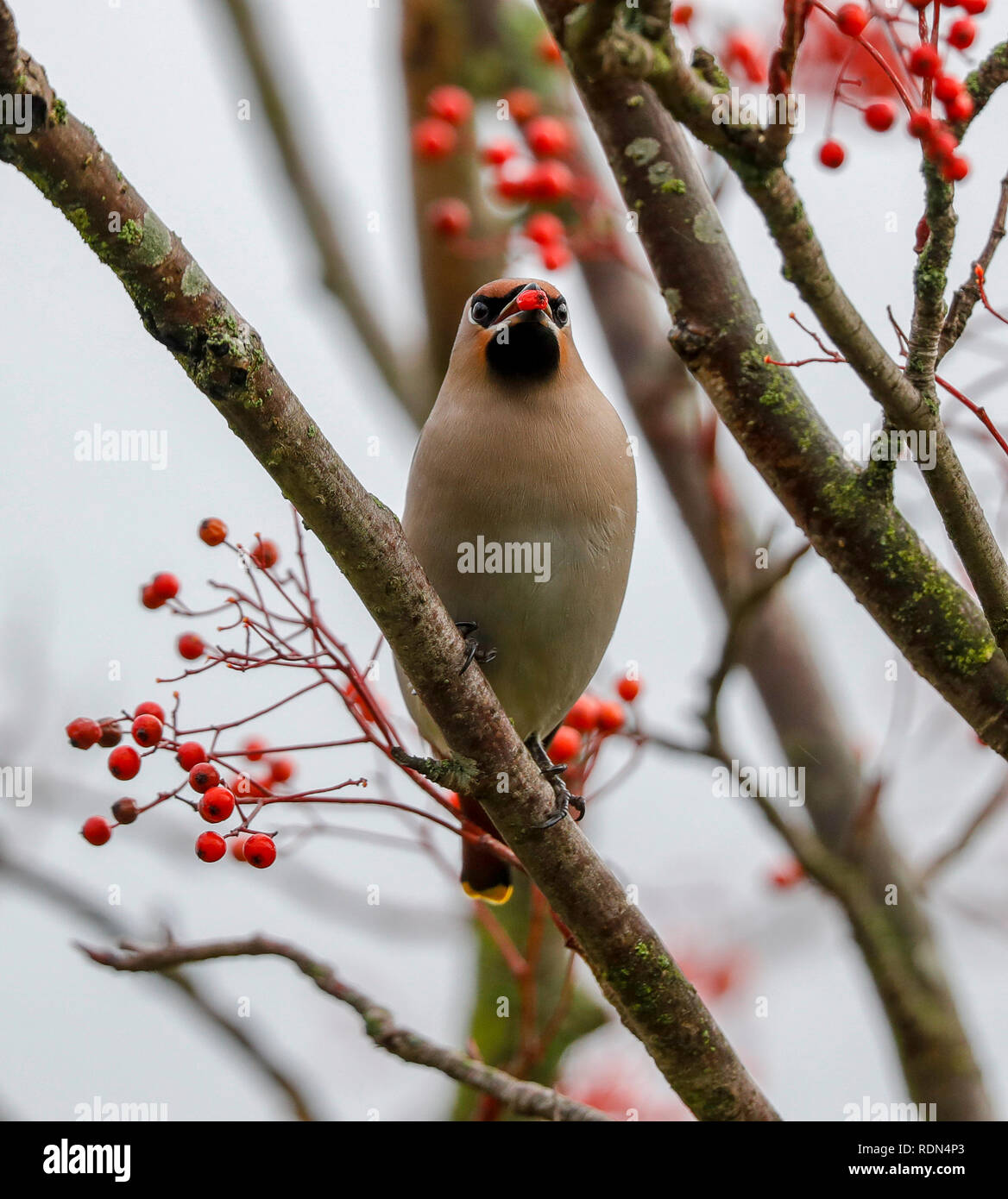 Waxy red wing tips hi-res stock photography and images - Alamy