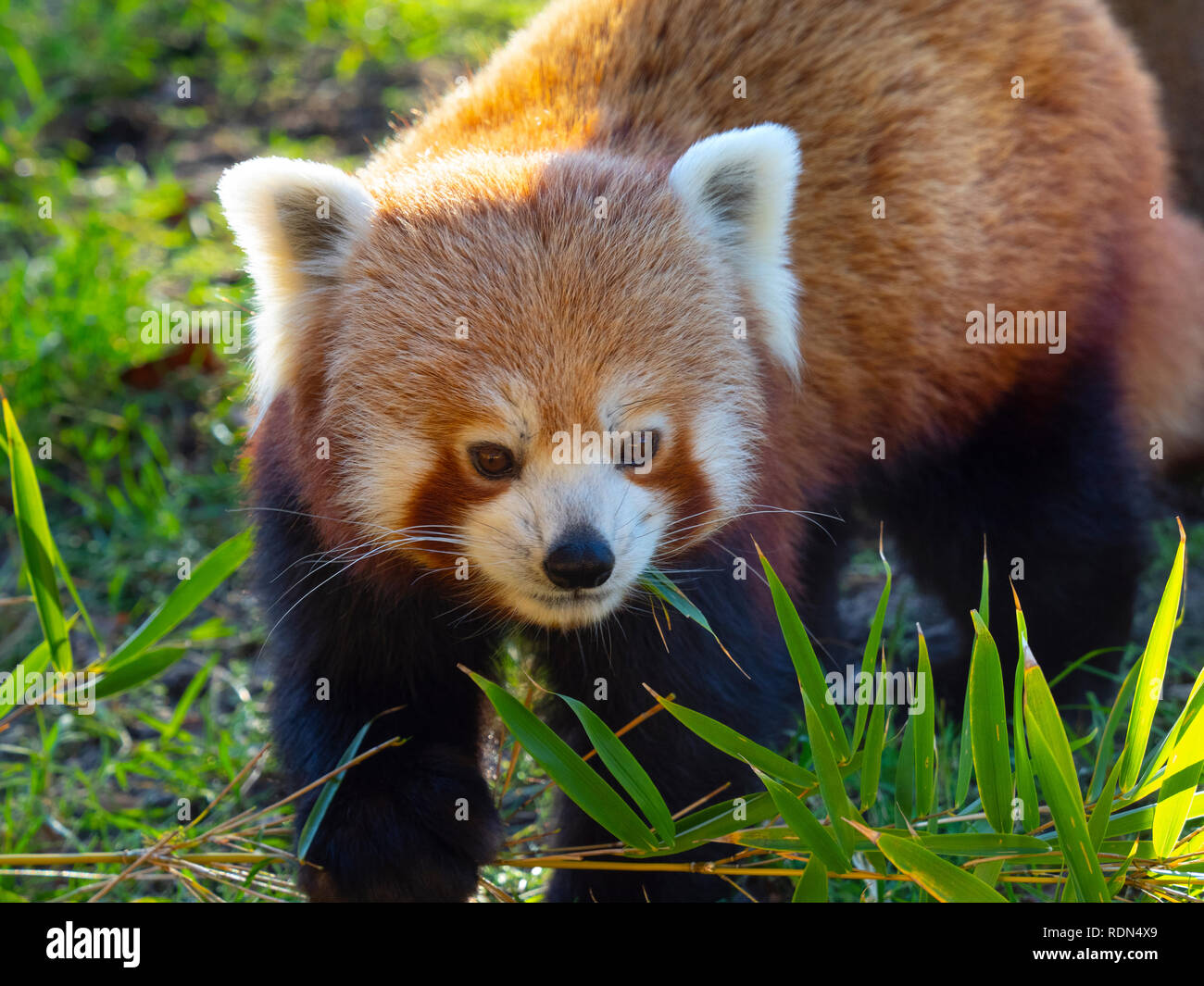 Red panda Ailurus fulgens  feeding on bamboo leaves captive portrait Stock Photo