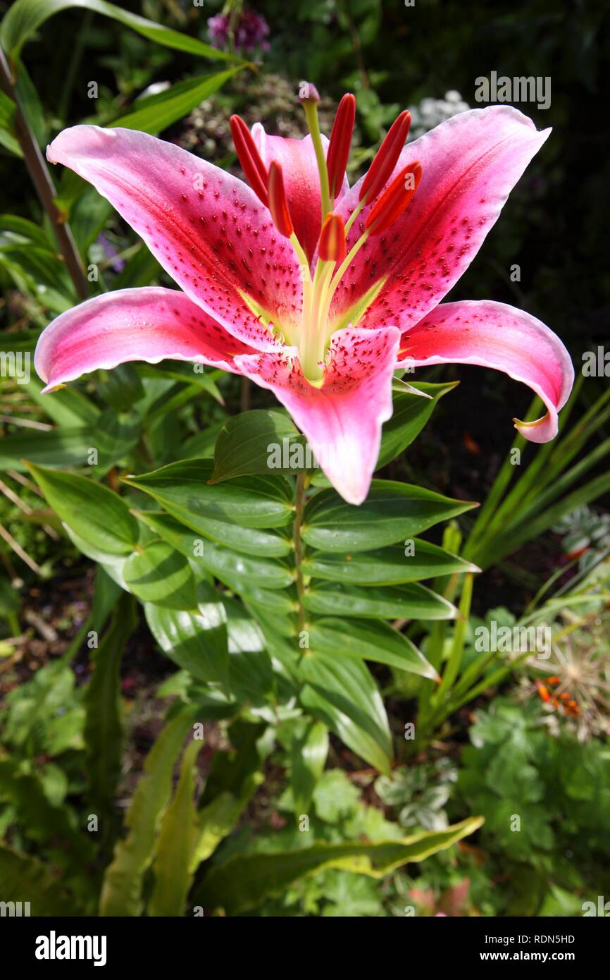 Lily (Lilium), Mille Fleurs Garden, garden landscape, St. Peter's, Guernsey, Channel Islands, Europe Stock Photo