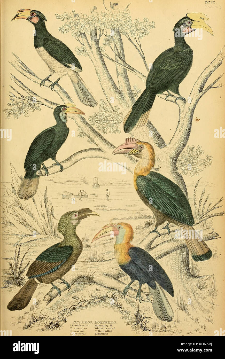 Edinburgh Journal Of Natural History And Of The Physical Sciences Xgyk Ib Nnllinirri Iii Rnlrrrir H 2 Rnrmnis Wmte Breastec 3 Gracilis Yellcnv Frilled Siiliiitii Krdjritlerl Gt A V V Argnp 6 Ritfirvws L Lt Lt Il