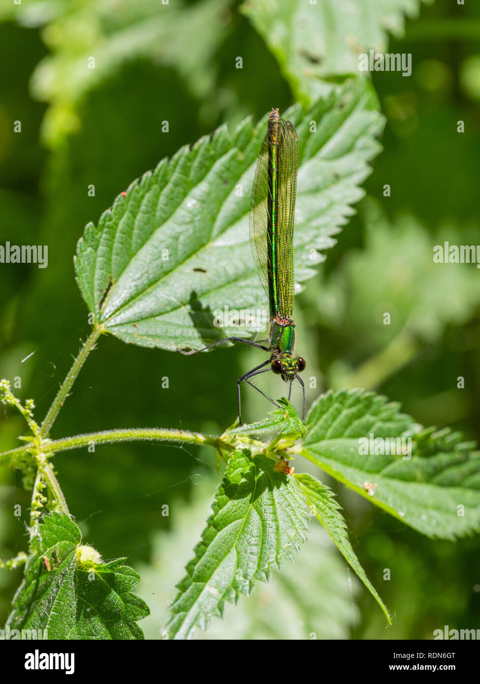 Emerald Damselfly - Lestes sponsa Stock Photo - Alamy