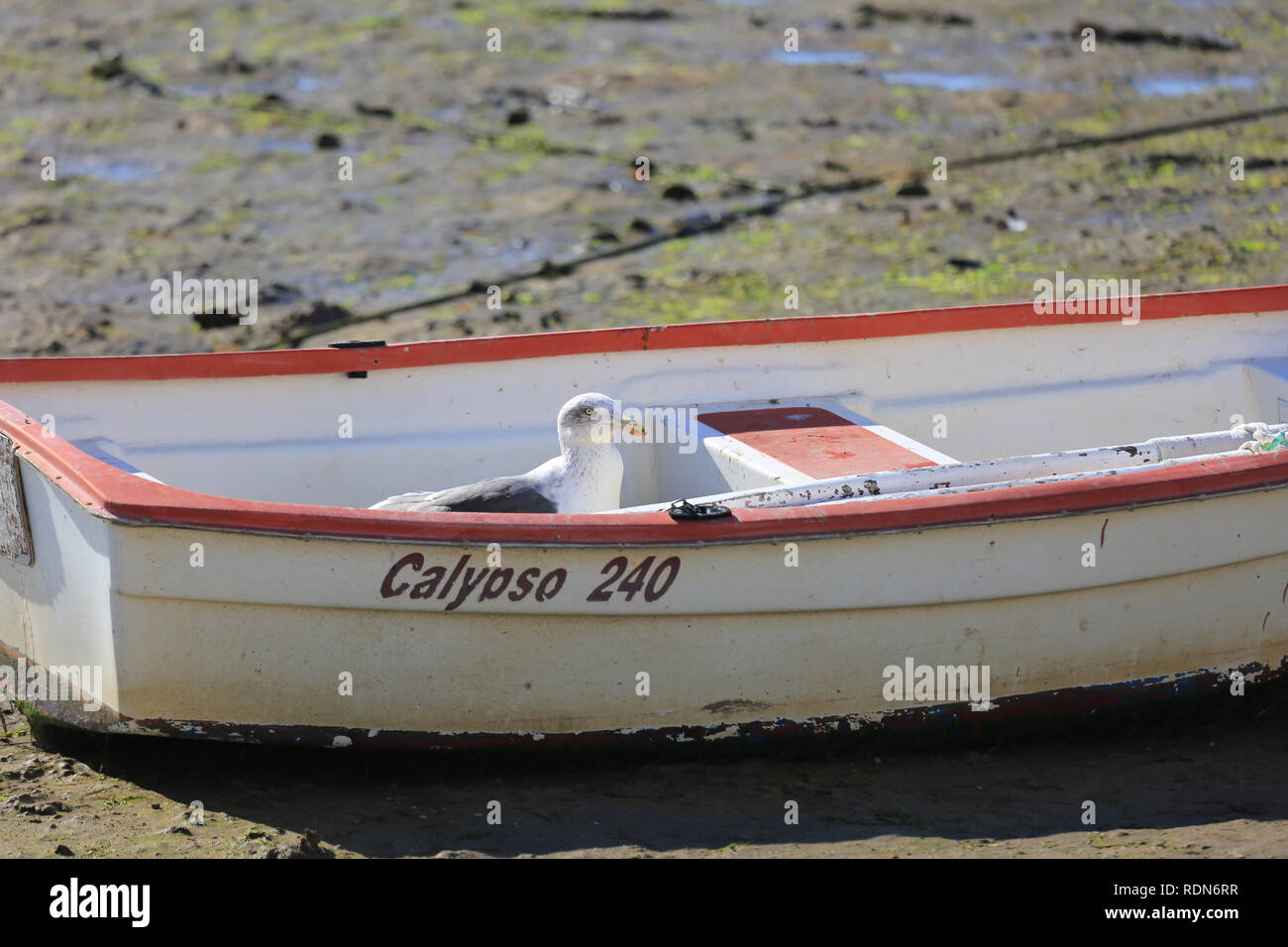 seagull bird sitting in a small boat  scavenging , portugal Stock Photo