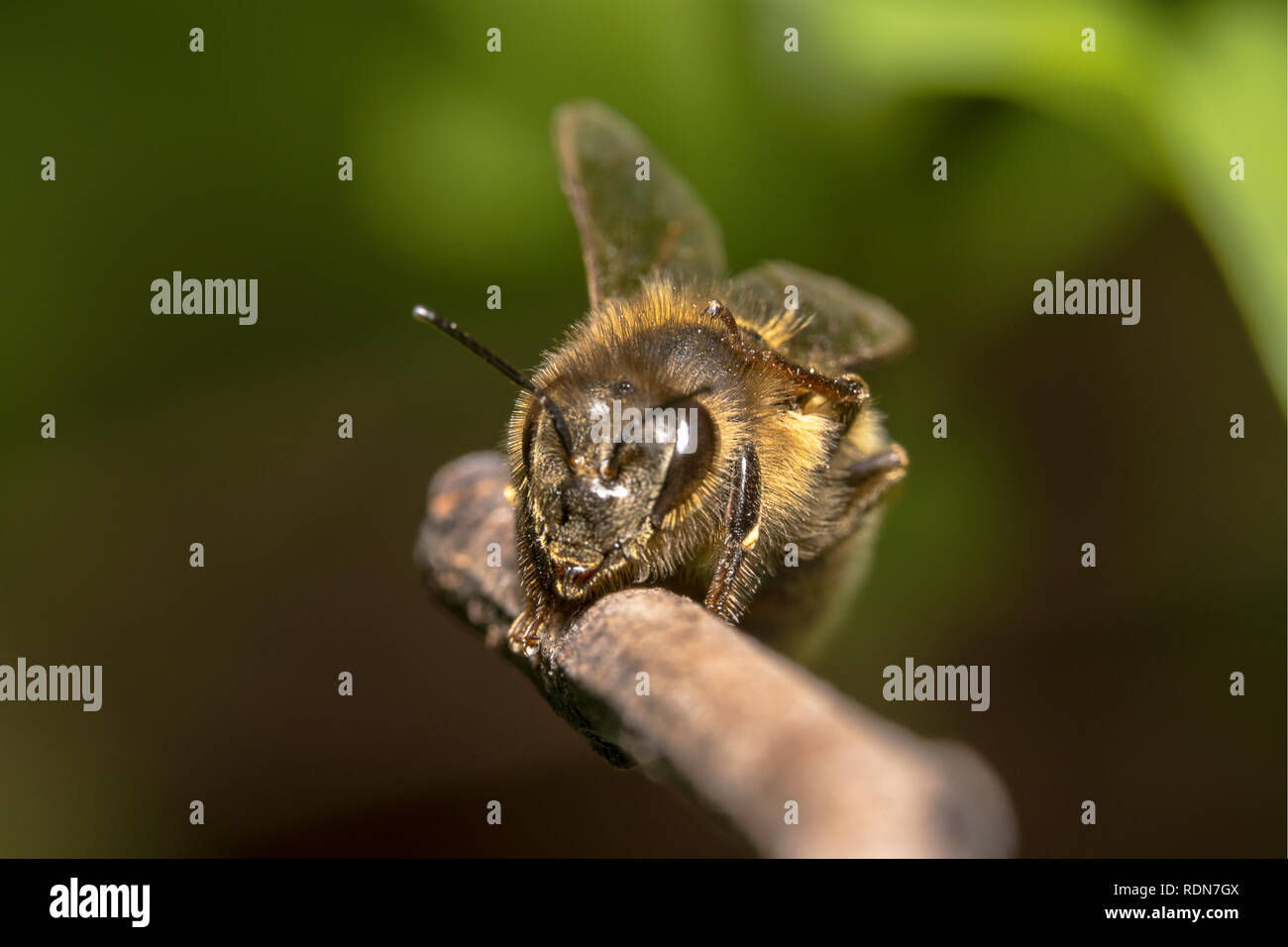 Cute and Tired/exhausted Honey bee barely hanging onto a stick. Bee is ...