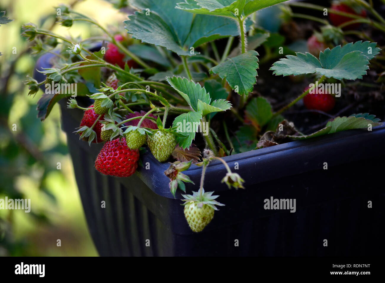 Strawberries in pot Stock Photo Alamy