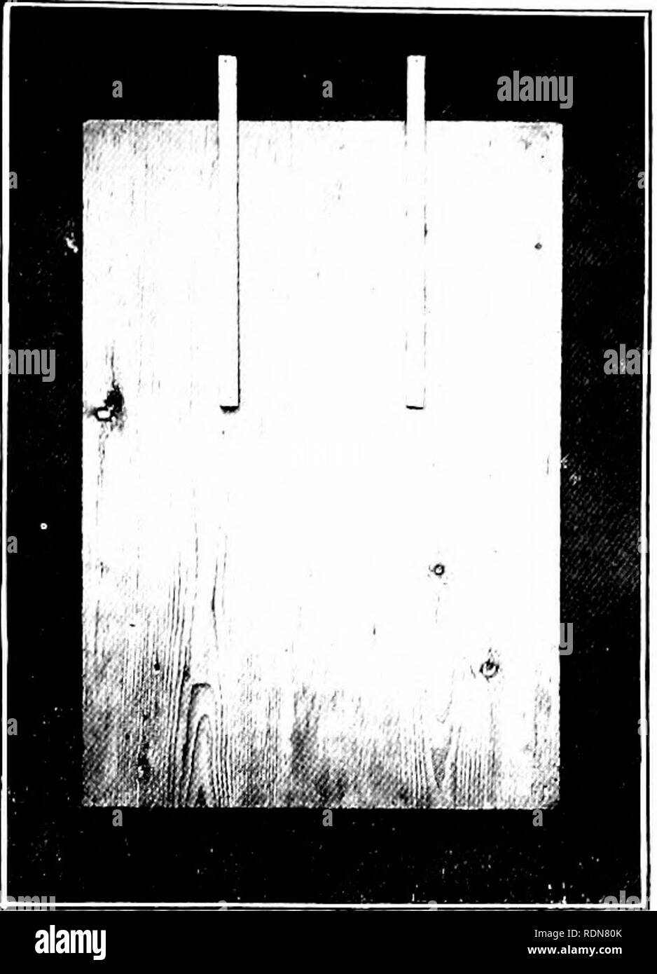 . Instruction in bee-keeping for the use of Irish bee-keepers. Bees. Fig. 16.âHiving Board.  jnh 'wSfsW^ -^*V;.r-''^B' â â ^--&quot;H -â '^iÂ£-;fiLWU 5fgtgji:;lg^H| | ML W I 1 iisilH L^liiilii^-^ l l ^SB MM ' Blfll r :) 1 1 lgÂ§|s|iB -.&quot;. ItSpsBI ;'â¢â¢ djOZSr -i-i^H, CfSifear7?^B . &amp;a&amp;y^*f* ' ^''^^tSPxfSaK^^ErXfo !-3 i-^'4Q^H 'â¢â¢$. * EJ â &quot;JW^Wii^M ' Fig. 17.âQueen Cages. A, Abbott Queen Cage. Q, Queen Travelling Cage.. Please note that these images are extracted from scanned page images that may have been digitally enhanced for readability - coloration and appearance of t Stock Photo