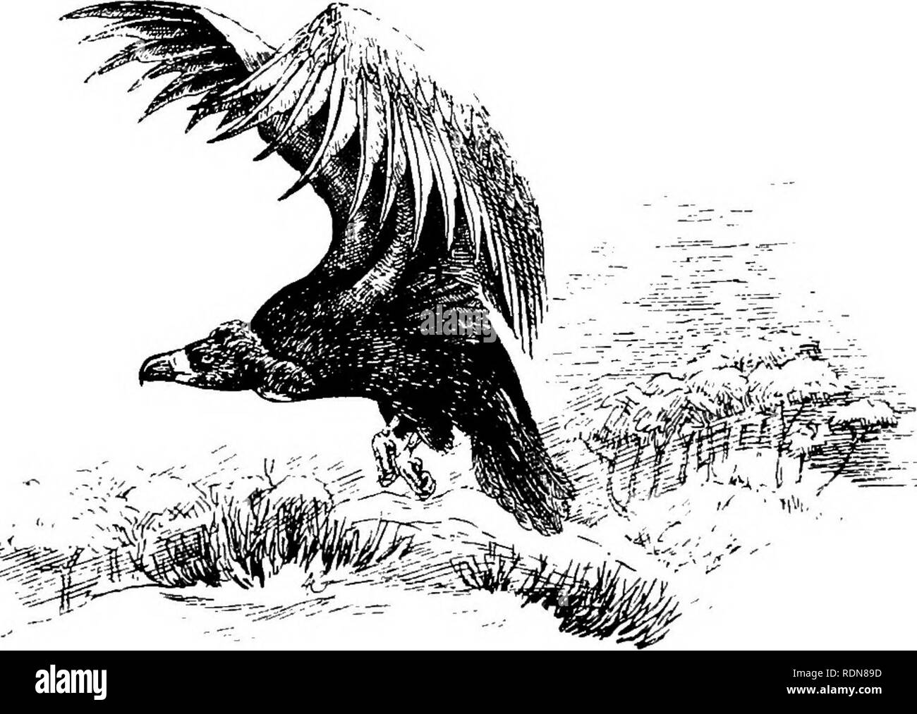 Wild Spain (Espan?a agreste): records of sport with rifle, rod, and gun;  natural history and exploration. Natural history; Hunting; Game and game-birds.  202 WILD SPAIN. specimen, a male, 9 feet 9