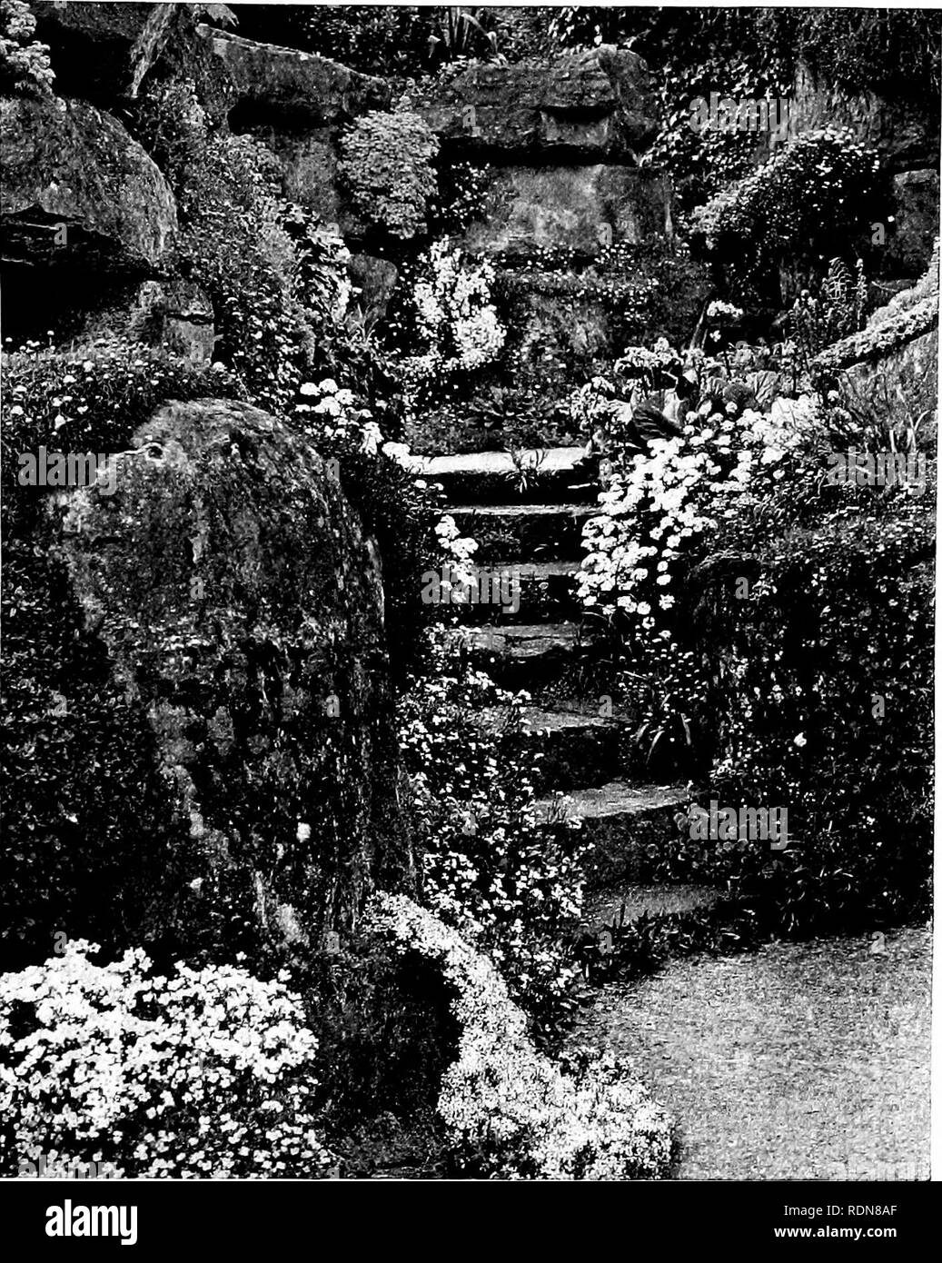 . Gardens for small country houses. Gardens. 254 Gardens for Small Country Houses.. of rich compost behind the rock face. Fig. 384 shows the charming effect of roughly - hewn rocky steps leading down through such a wall from the terrace to the rock garden. Such steps should not be allowed to become over- grown with herbage, though small fry, like E r i n u s alpinus, lonopsi- dium acaule and Linaria alpina, may be suffered to grow in the interstices. In the small bog garden one must carefully avoid such vigorous growers as Gunnera, Rodgersia, Saxifraga peltata and all those plants which appear Stock Photo