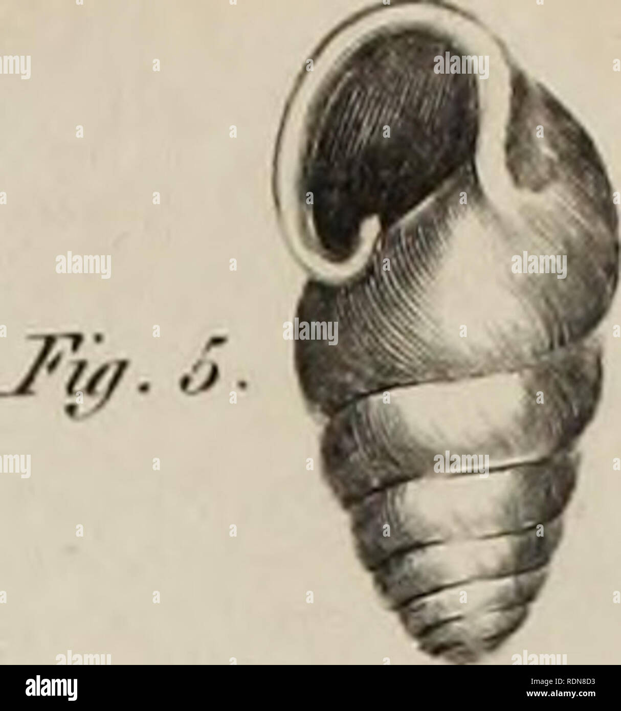 Edinburgh Encyclopedia Y C Ify G Coiceology D X Fu O Tfy Ll F J U Y F F Fm M Dy M Plate Rem Fy V J I 17 Please Note That These Images Are Extracted From Scanned Page Images