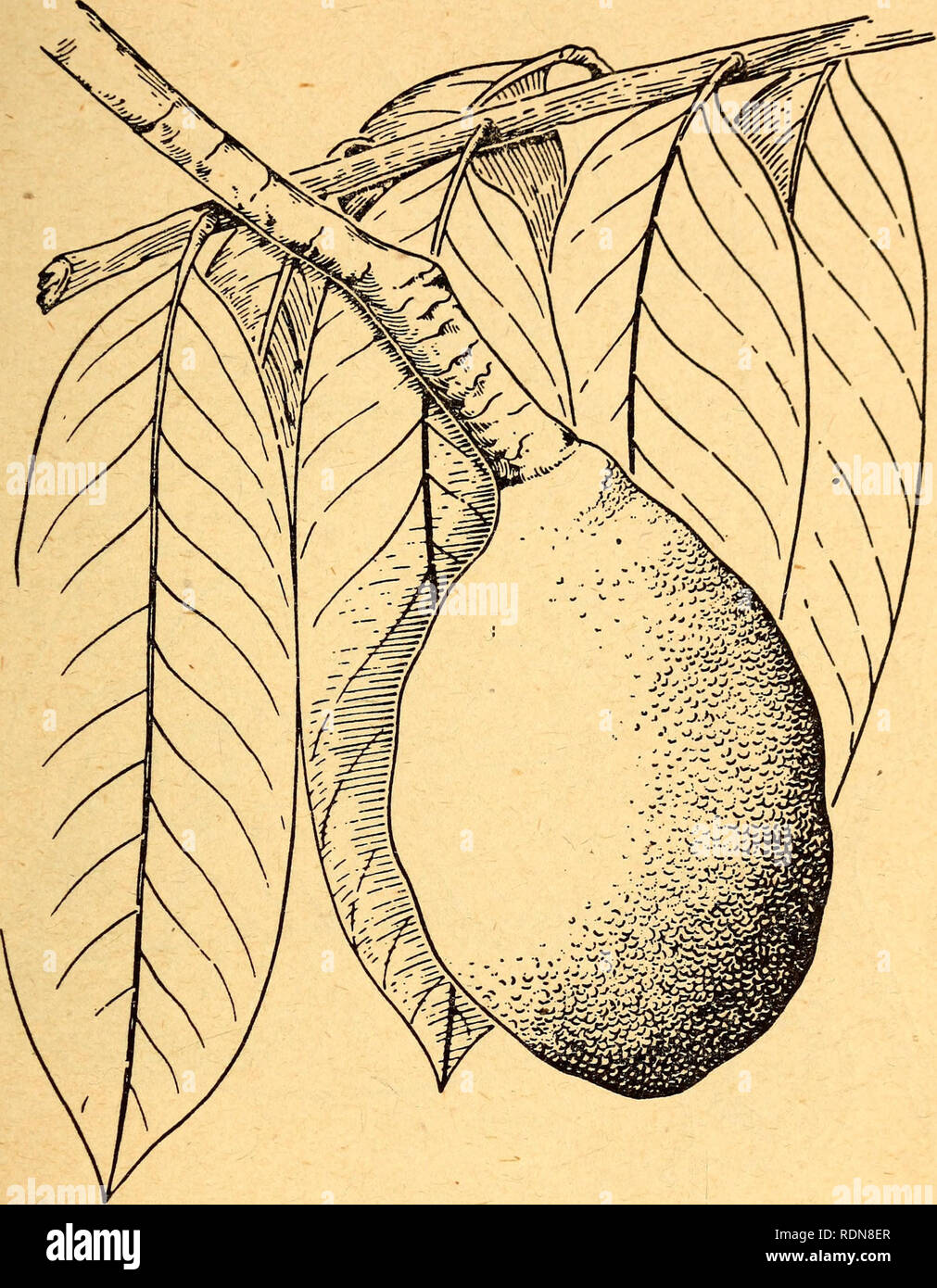 . Edible and poisonous plants of the Caribbean region. Plants, Edible; Poisonous plants; Botany. 39. 30. SUNZAPOTE Licania platypus This fruit is poor in flavor and seldom eaten except when no other fruit is available. The tall, handsome tree grows in profusion in the lowlands of Central America. The elongated young leaves are red or purple, the fruit is very large, with a rough, brownish rind, and the stringy flesh is deep yellow, juicy and sweet. Other names for the sunzapote are sunza, SunganOy and sangre (Costa Rica).. Please note that these images are extracted from scanned page images th Stock Photo