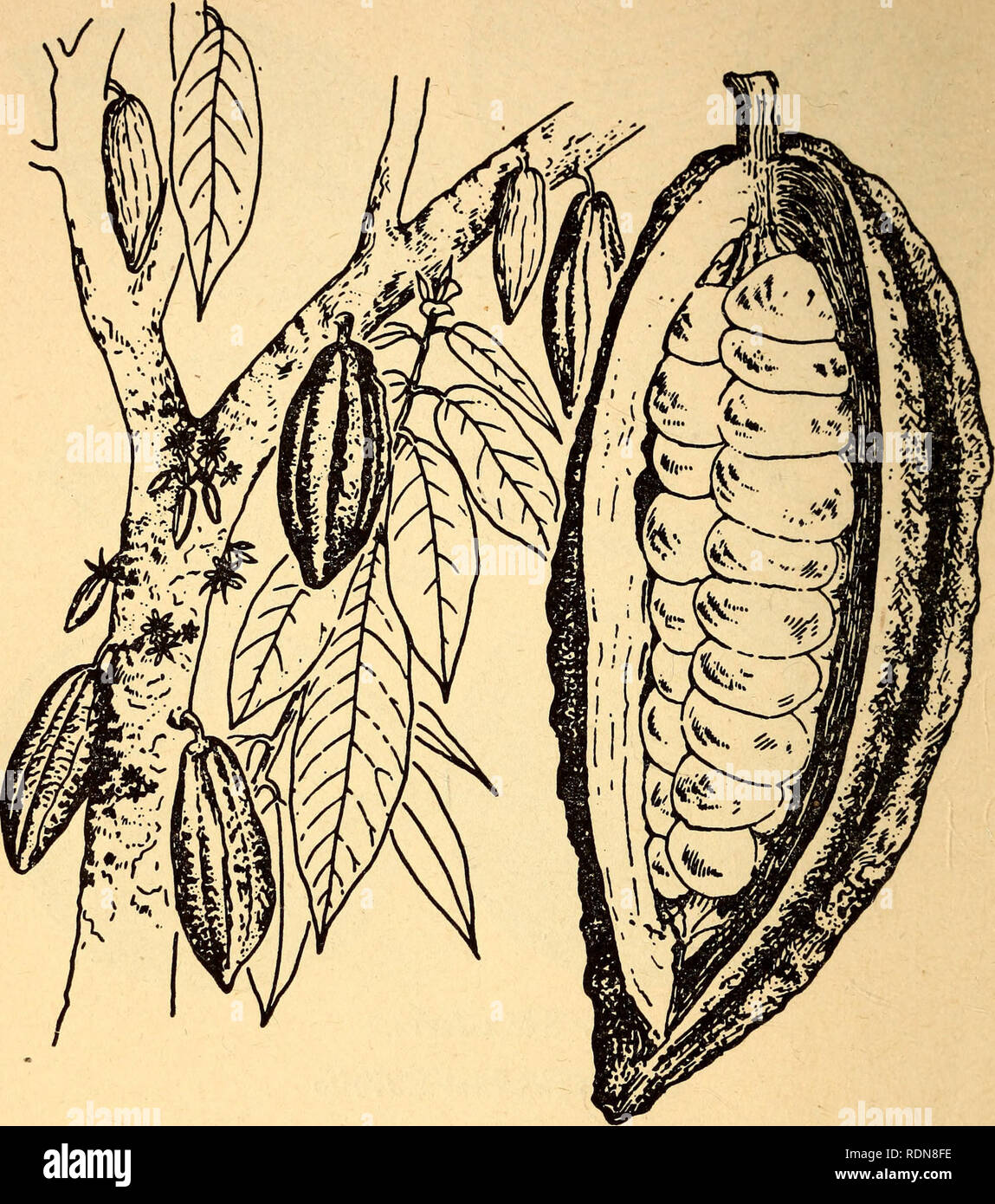 . Edible and poisonous plants of the Caribbean region. Plants, Edible