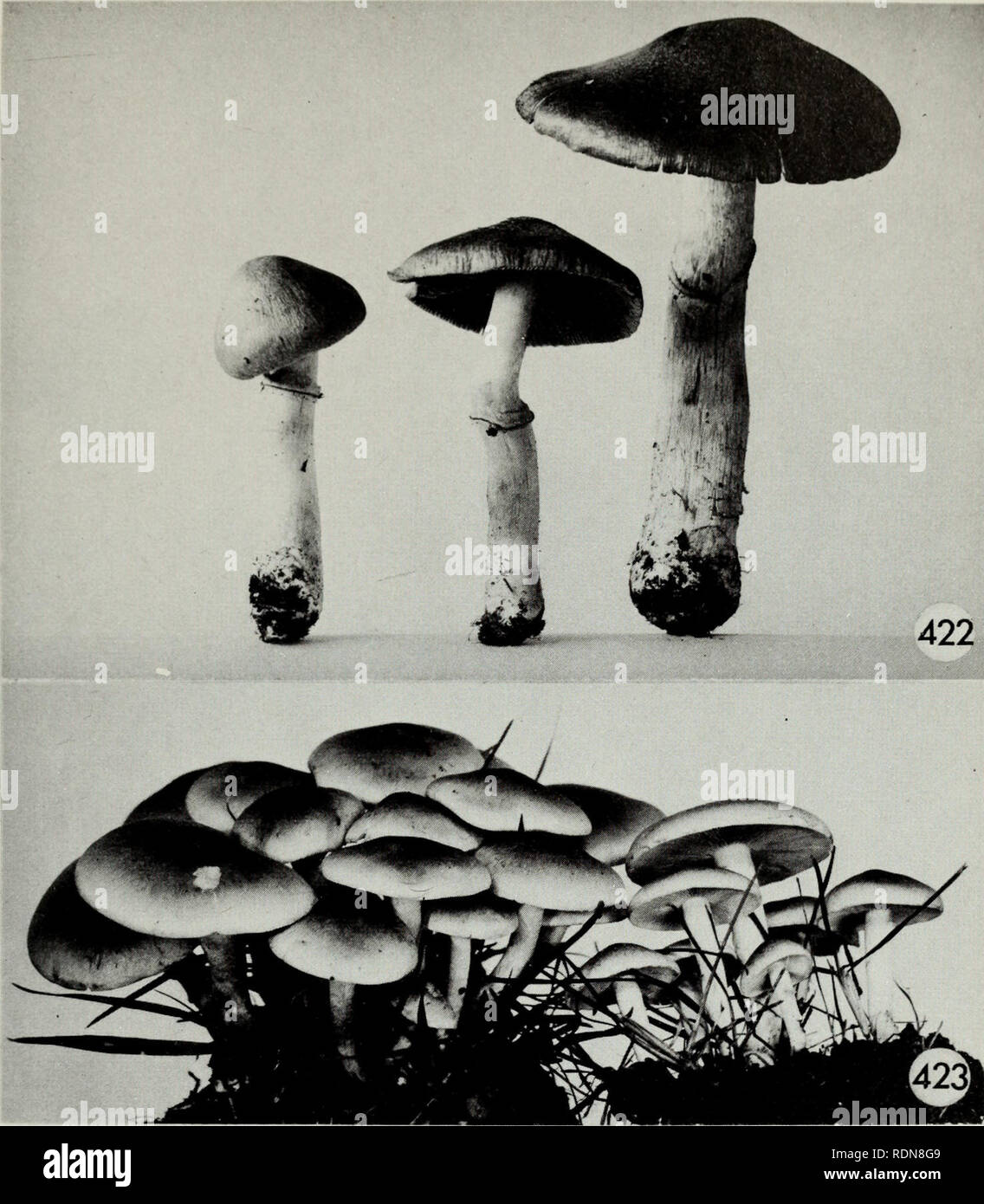 . Edible and poisonous mushrooms of Canada. Mushrooms, Poisonous; Edible mushrooms. Figure 422. Pholiota caperata. Figure 423. Naematoloma sublateritium. 301. Please note that these images are extracted from scanned page images that may have been digitally enhanced for readability - coloration and appearance of these illustrations may not perfectly resemble the original work.. Groves, J. Walton. Ottawa : Research Branch, Agriculture Canada Stock Photo