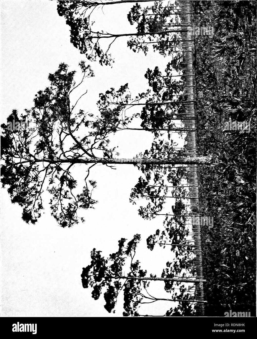 Forest Trees And Forest Scenery Forests And Forestry Trees