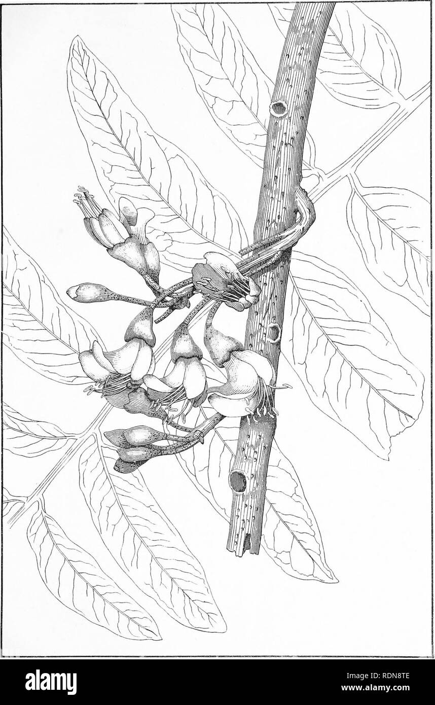 . Forestry handbook ... Forests and forestry; Forests and forestry; Trees. F. Fl., pi. 25.. CASTANOSPERMUM AUSTRALE, A. Cunn. (The Black Bean Flowers.). Please note that these images are extracted from scanned page images that may have been digitally enhanced for readability - coloration and appearance of these illustrations may not perfectly resemble the original work.. New South Wales. Dept. of Lands. Forestry branch; Hay, R. Dalrymple; Maiden, J. H. (Joseph Henry), 1859-1925. Sydney, W. A. Gullick, government printer Stock Photo