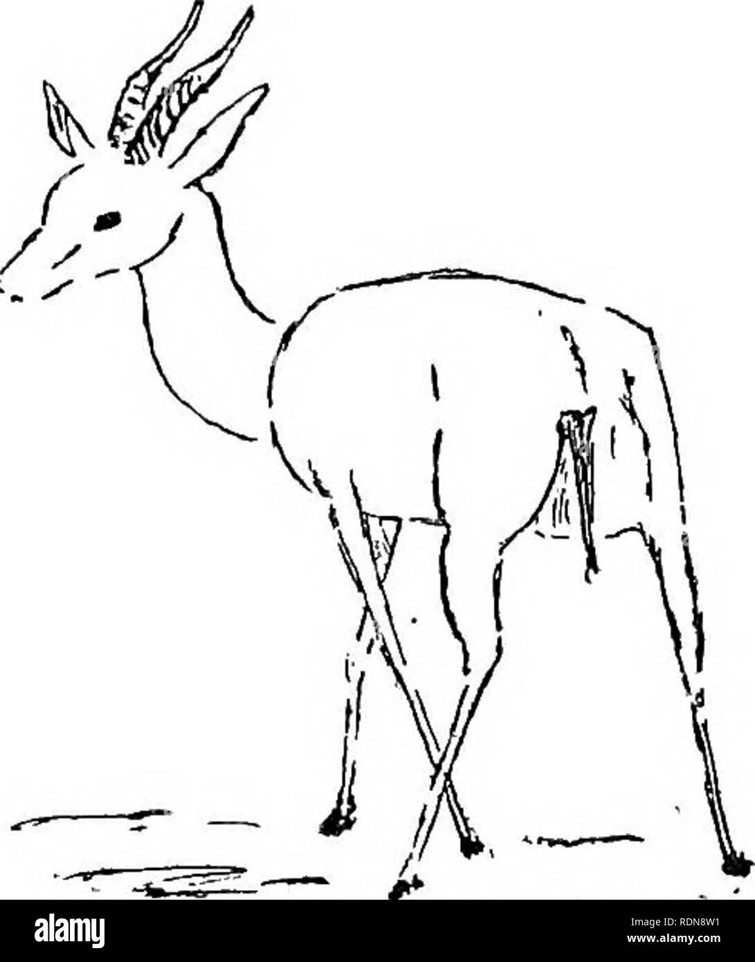 Jungle By Ways In India Leaves From The Note Book Of A Sportsman And A Naturalist Hunting Natural History Horns Central India Sind And Rajputana This Little Antelope Is Said Never To Drink Jungle By Ways In India Leaves From The Note Book Of A Sportsman And A Naturalist Hunting Natural History Horns Central India Sind And Rajputana This Little Antelope Is Said Never To Drink