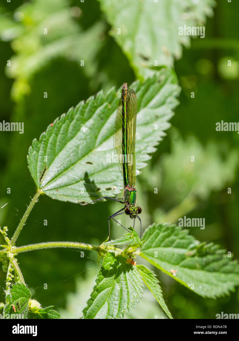 Emerald Damselfly - Lestes sponsa Stock Photo - Alamy