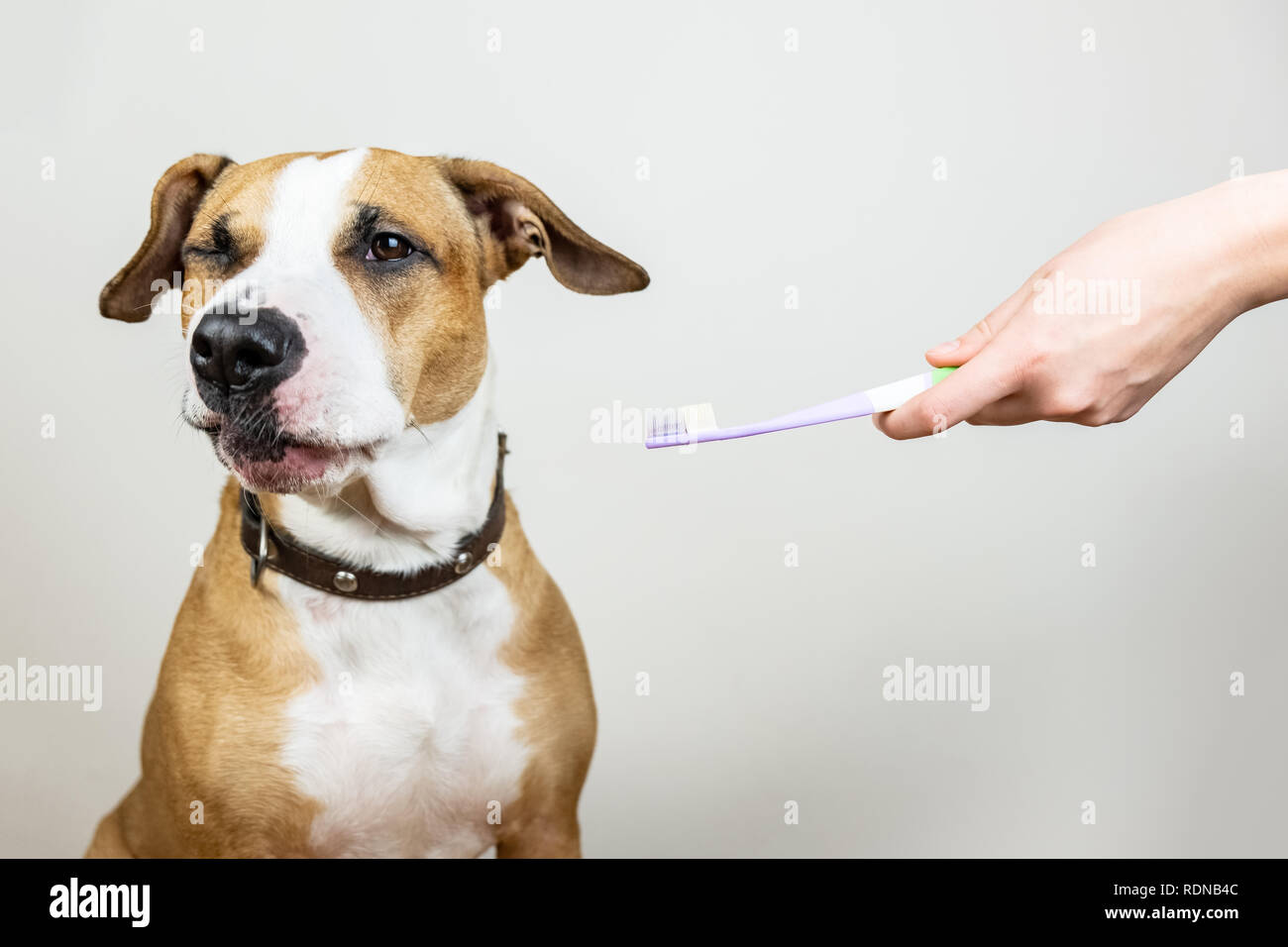 Dog and toothbrush in white background, concept of pets dental  hygiene. Staffordshire terrier with funny face looks away from a toothbrush. Stock Photo