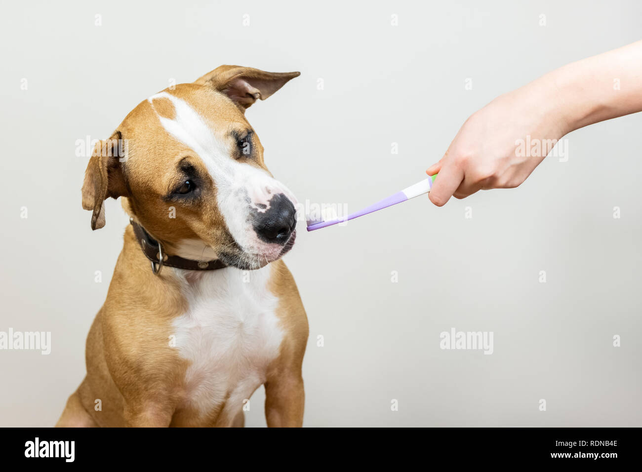 Dog and toothbrush in white background, concept of pets dental  hygiene. Curious staffordshire terrier puppy with funny face looks at a toothbrush. Stock Photo