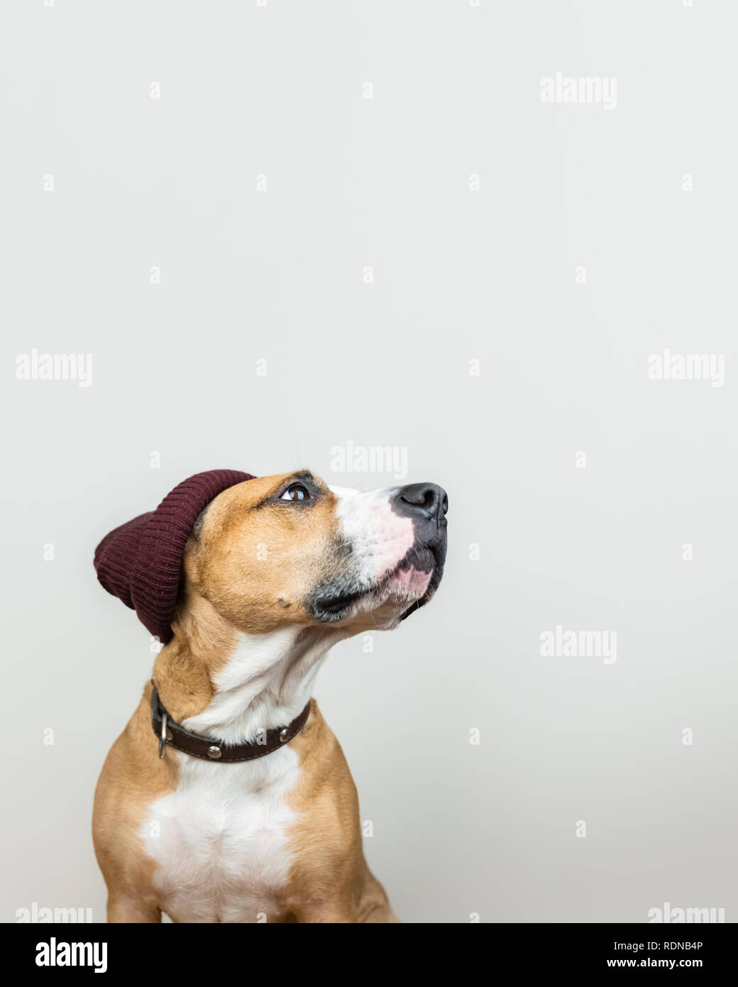 Funny dog in red hipster knit hat. Staffordshire terrier looks up at copy space, winter accessories or seasonal concept Stock Photo