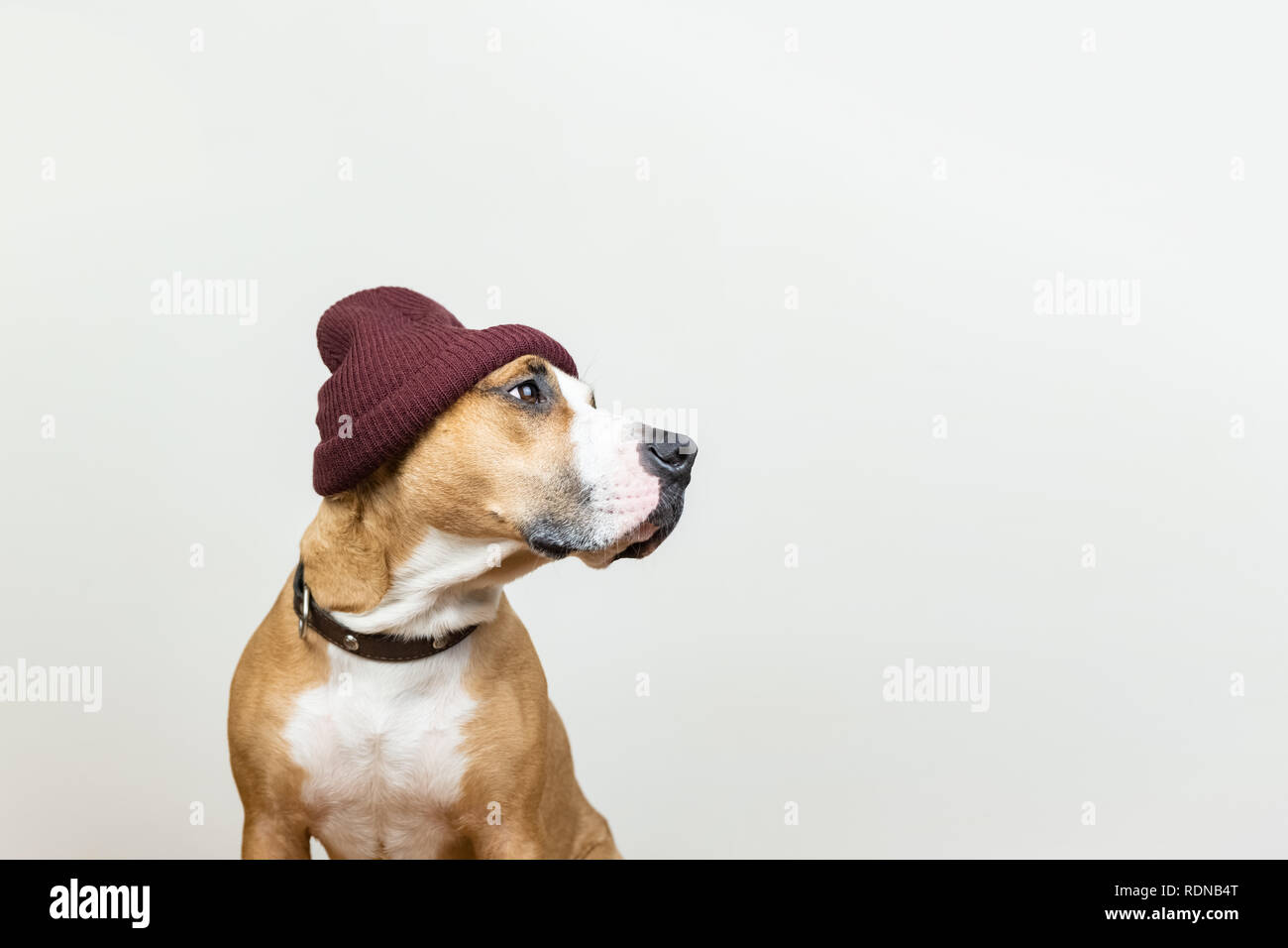 Funny dog in red hipster knit hat. Staffordshire terrier looks at copy space, winter accessories or seasonal concept Stock Photo