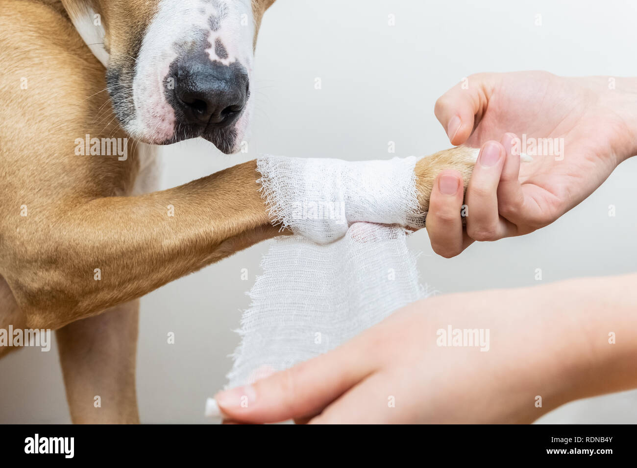 Medical treatment of pet concept bandaging a dog's paw. Hands applying