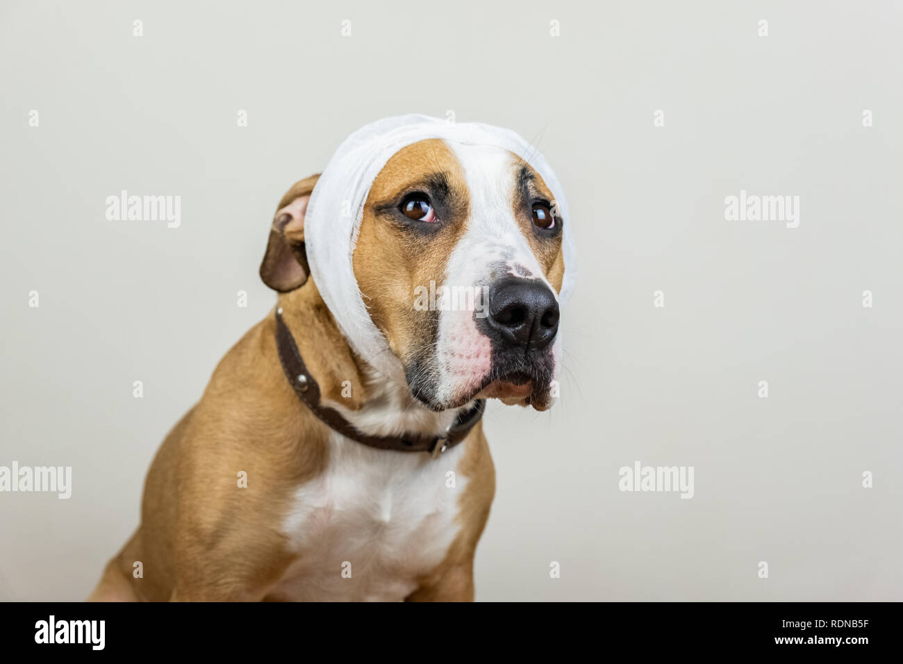 dog head bandage