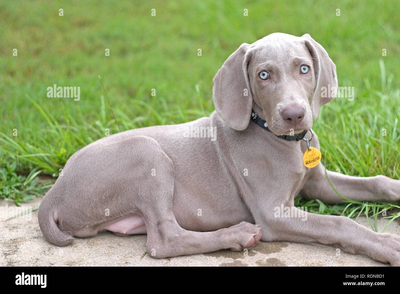 A Weimaraner puppy resting in the grass Stock Photo