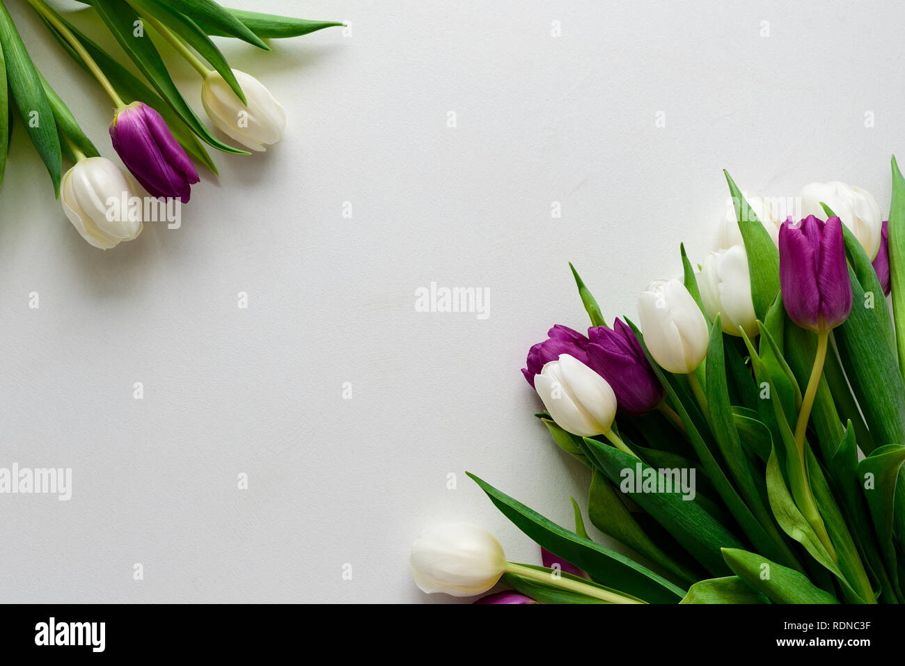 Bouquet Of White And Purple Tulips On White Wooden Background Top View Flat Lay Copy Space Valentines Day Mothers Day Birthday Wedding Celebrat Stock Photo Alamy