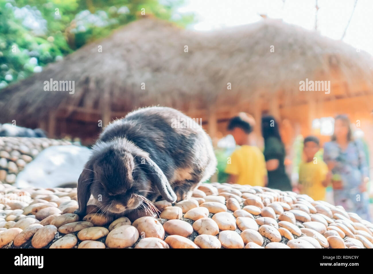 The cute rabbit is resting in garden. Stock Photo