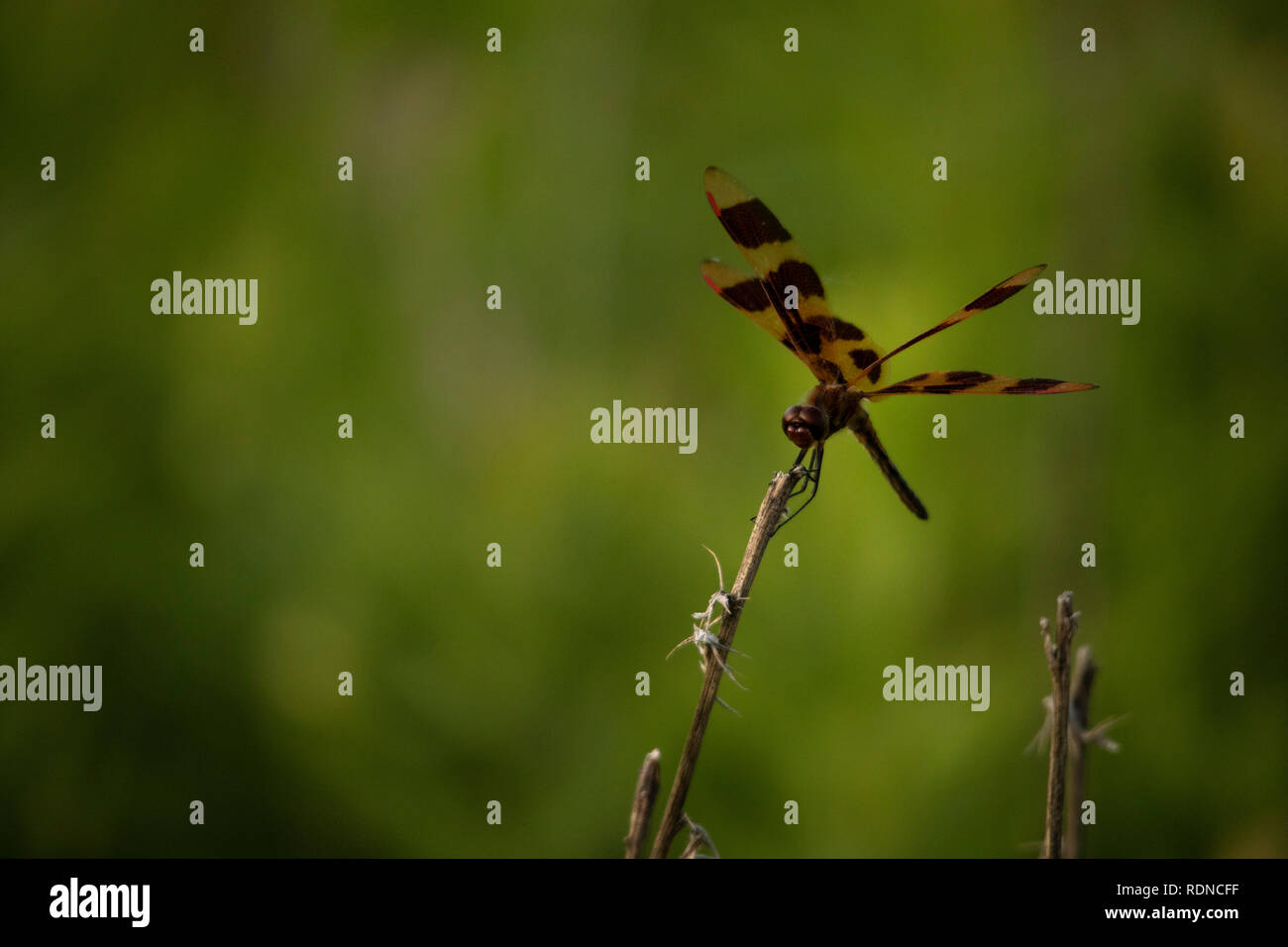 Dragonfly Resting on Stick Stock Photo - Alamy