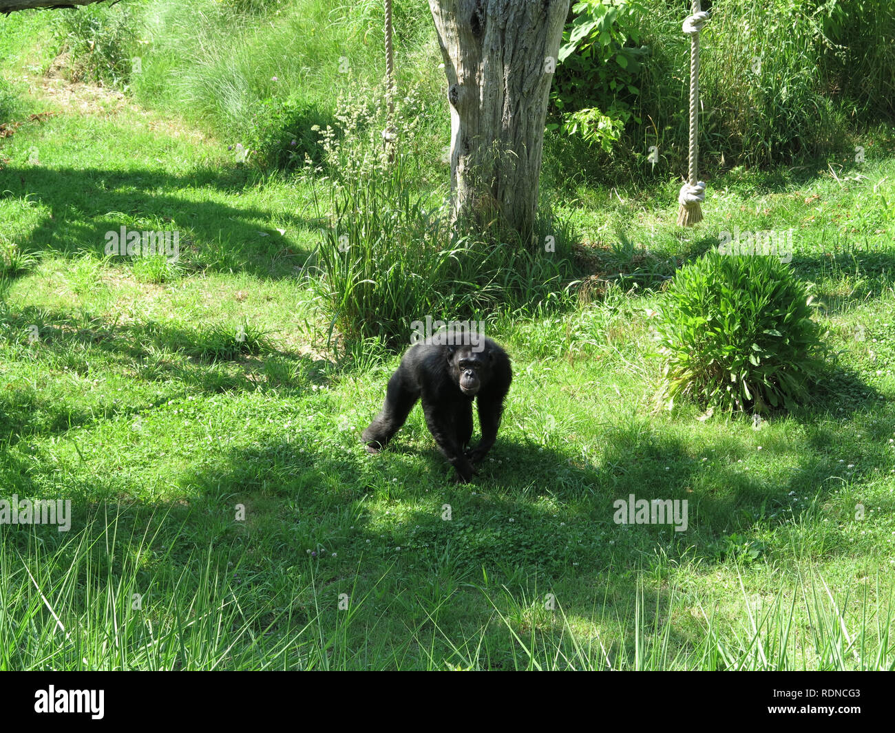 Chimpanzee at Paignton zoo Stock Photo Alamy
