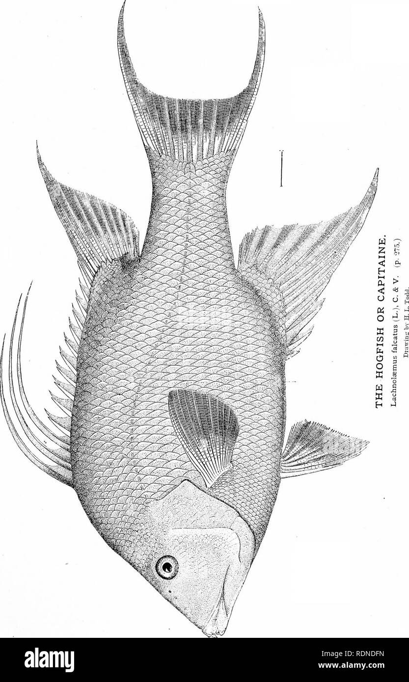 . The fisheries and fishery industries of the United States. Prepared through the co-operation of the commissioner of fisheries and the superintendent of the tenth census. Fisheries. PLATE 88.. Please note that these images are extracted from scanned page images that may have been digitally enhanced for readability - coloration and appearance of these illustrations may not perfectly resemble the original work.. Goode, G. Brown (George Brown), 1851-1896; Allen, Joel Aseph, 1828-1921; Elliott, Henry Wood, 1846-1930; True, Frederick William, 1858-1914; Ingersoll, Ernest, 1852-1946; Ryder, John Ad Stock Photo