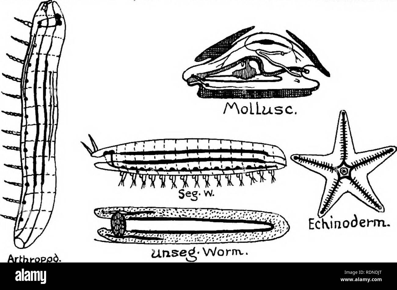 . Outlines of zoology. Textbooks; Zoology. Diagram I. Cbie^ T/pe§ ^ Str'^ucta^e. Veptebt^a^te. Arthropod.. Please note that these images are extracted from scanned page images that may have been digitally enhanced for readability - coloration and appearance of these illustrations may not perfectly resemble the original work.. Thomson, J. Arthur (John Arthur), 1861-1933. New York, D. Appleton &amp; Co. Stock Photo