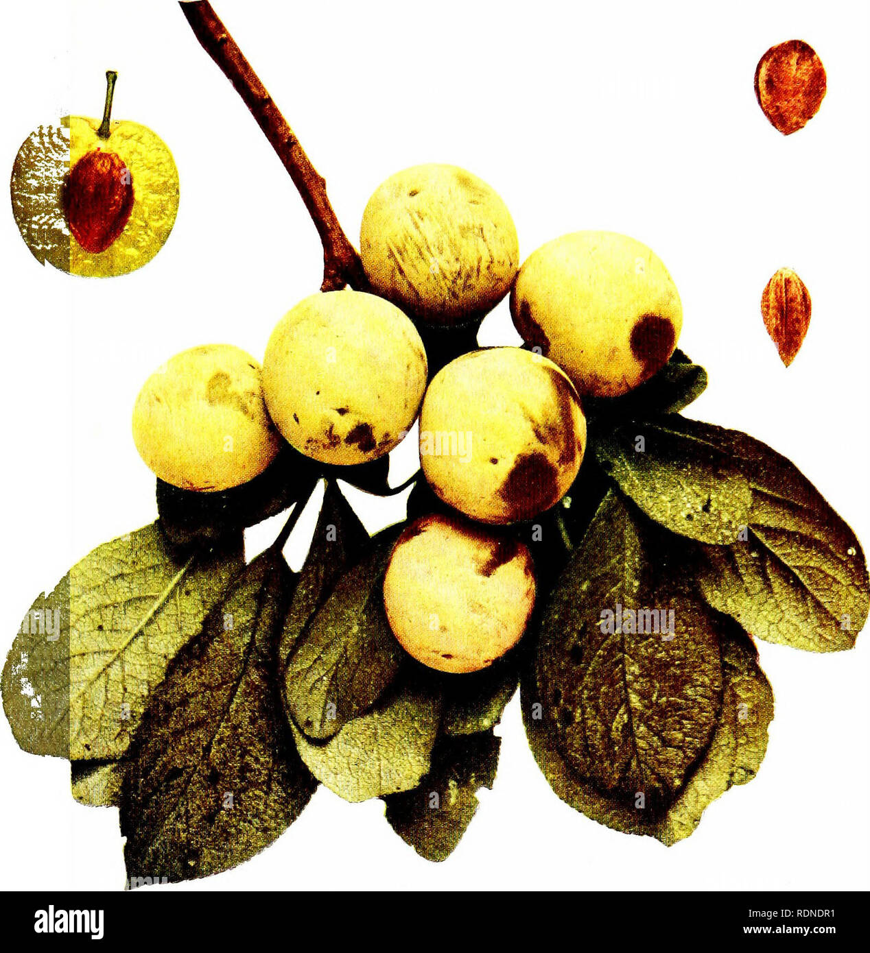 Bullace plums hi-res stock photography and images - Alamy