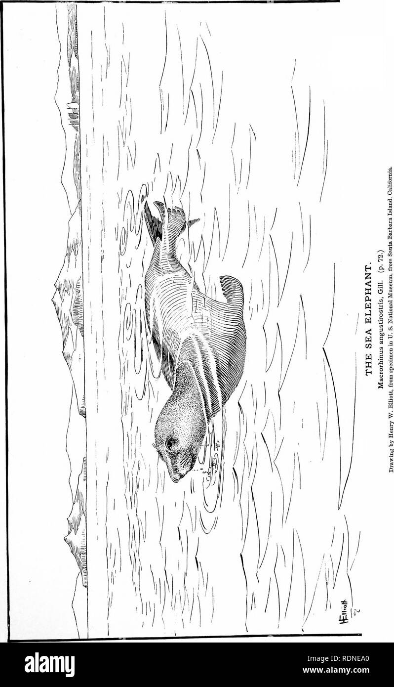 . The fisheries and fishery industries of the United States. Prepared through the co-operation of the commissioner of fisheries and the superintendent of the tenth census. Fisheries. PLATE 23.. Please note that these images are extracted from scanned page images that may have been digitally enhanced for readability - coloration and appearance of these illustrations may not perfectly resemble the original work.. Goode, G. Brown (George Brown), 1851-1896; Allen, Joel Aseph, 1828-1921; Elliott, Henry Wood, 1846-1930; True, Frederick William, 1858-1914; Ingersoll, Ernest, 1852-1946; Ryder, John Ad Stock Photo