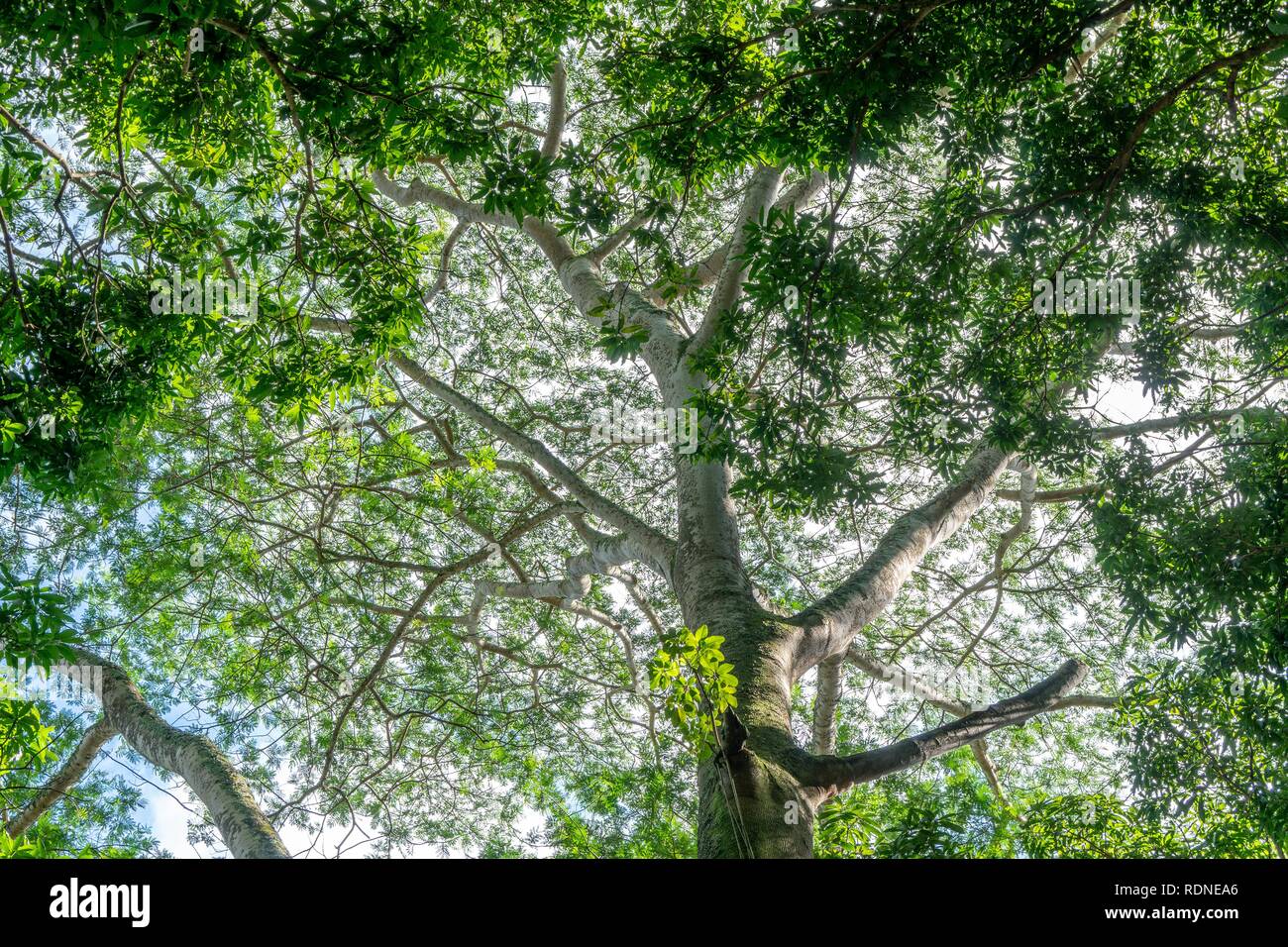 Albizia tree growing wild create a large canopy over the jungle, Wailua River Basin, Kauai, Hawaii Stock Photo