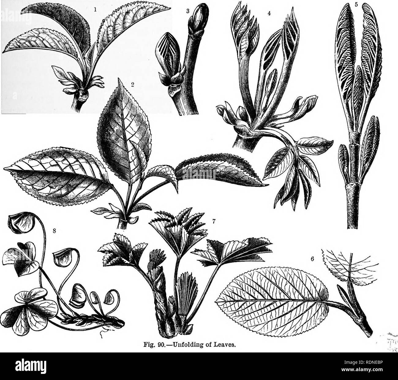 . The natural history of plants, their forms, growth, reproduction, and distribution;. Botany. OLD AND YOUNG LEAVES. 349 therefore aptly termed &quot; crumpled &quot;. Leaves specially noticeable in this respect are those of the many species of dock (Rumex), rhubarb (Rheum), and also of several spring primulas (Primula acaulis, elatior, denticulata, &amp;c). Frequently the crumpling and rolling occur together, leaves with crumpled vernation having their lateral margins also somewhat rolled inwards. Young leaves which have just burst from the bud, and still retain the form they possessed there, Stock Photo