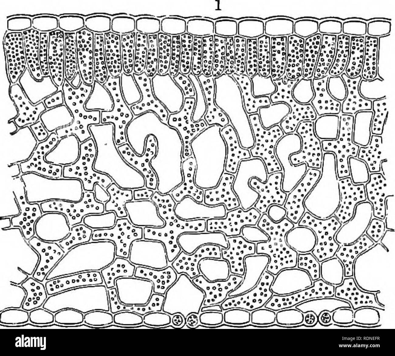 Leaf Epidermis Cuticle High Resolution Stock Photography and Images Alamy