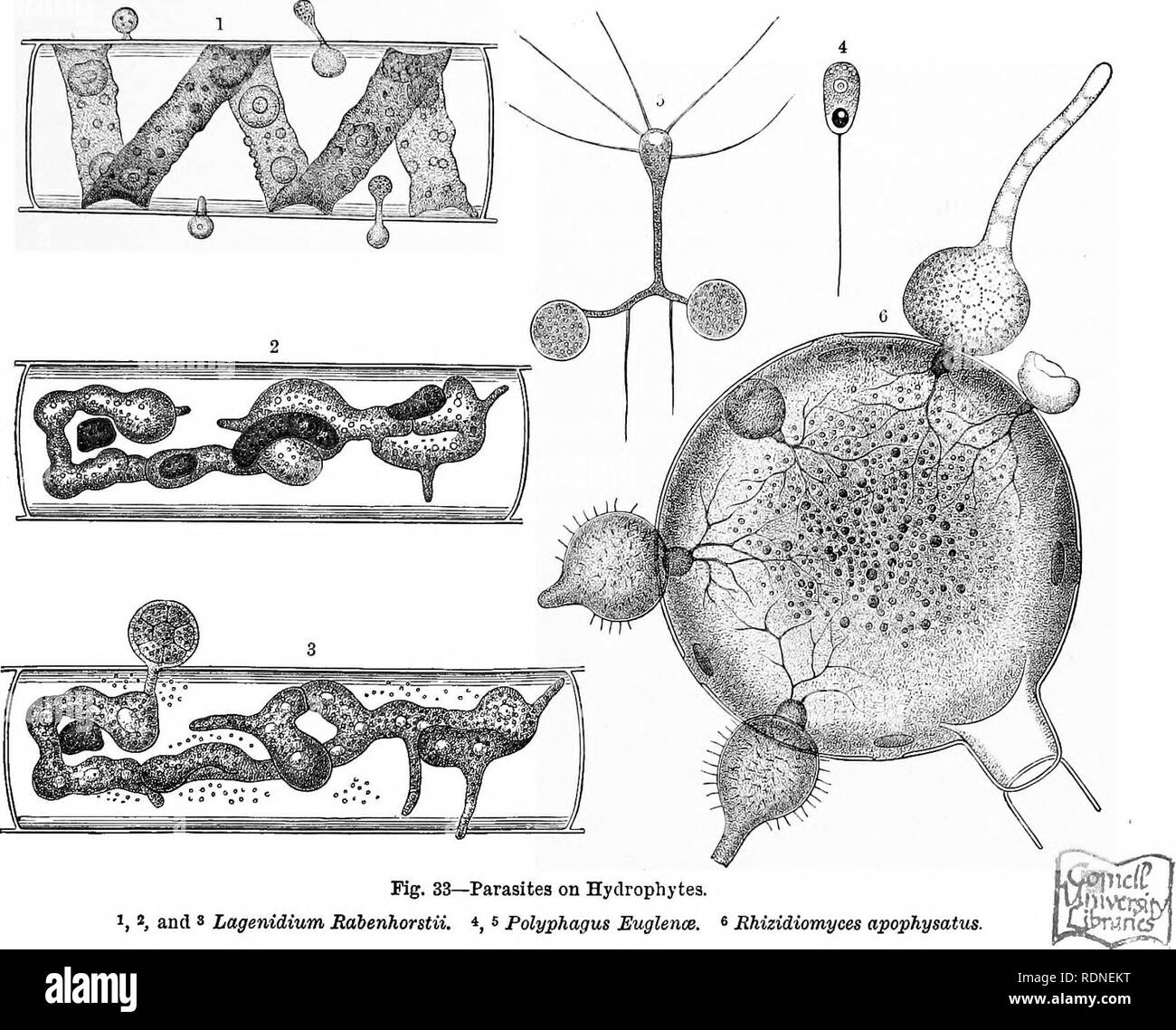 . The natural history of plants, their forms, growth, reproduction, and distribution;. Botany. BACTERIA. FUNGI. 169 &quot;honey-combed ringworm&quot;, and named Favus by doctors; dandruff (Pityriasis versicolor) is produced by Microsporon furfur, and Herpes tonsurans by Trico- phyton tonsurans. The latter has a remarkable effect on the hair, causing it to fall out and leave the part of the skin affected bald. Water-plants are attacked by parasitic fungi comparatively rarely, which is the more noteworthy because such large numbers of non-parasitic epiphytes settle upon the filaments of green al Stock Photo
