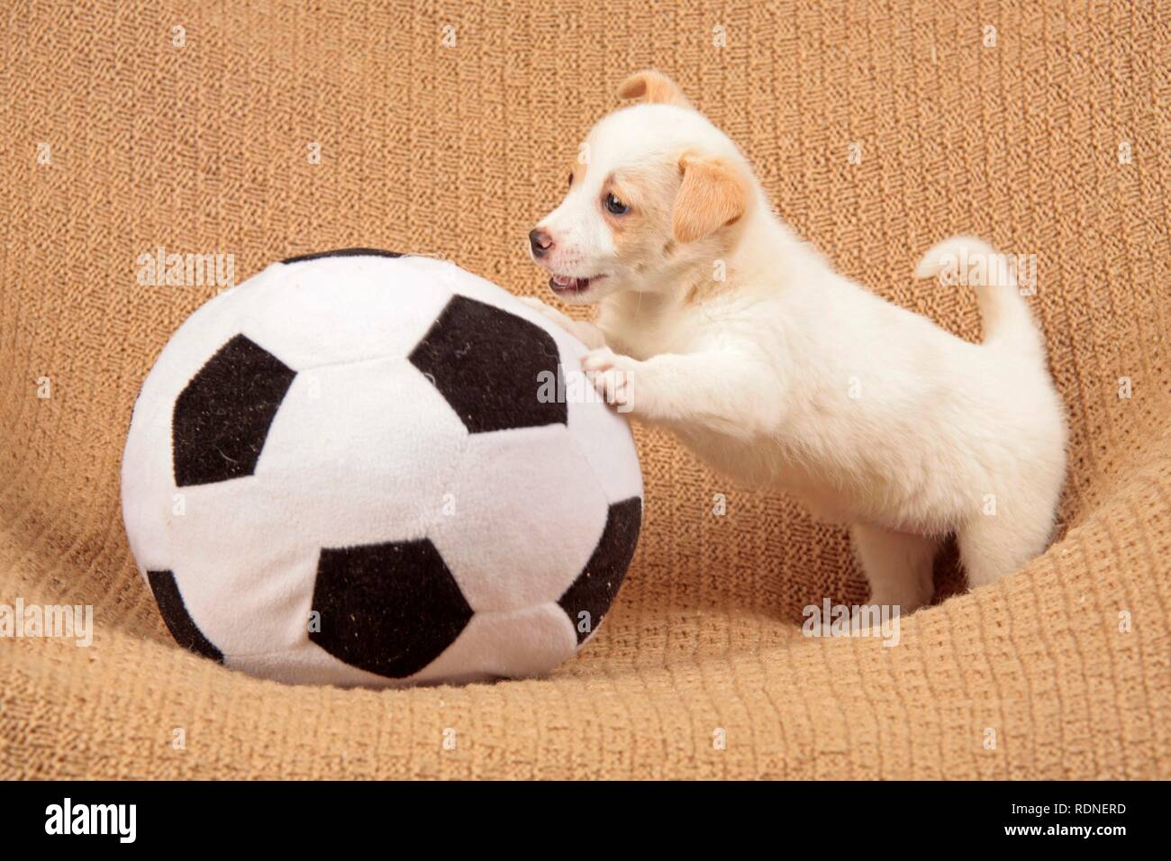 Animals playing football hi-res stock photography and images - Alamy Animals playing football hi-res stock photography and images - Alamy