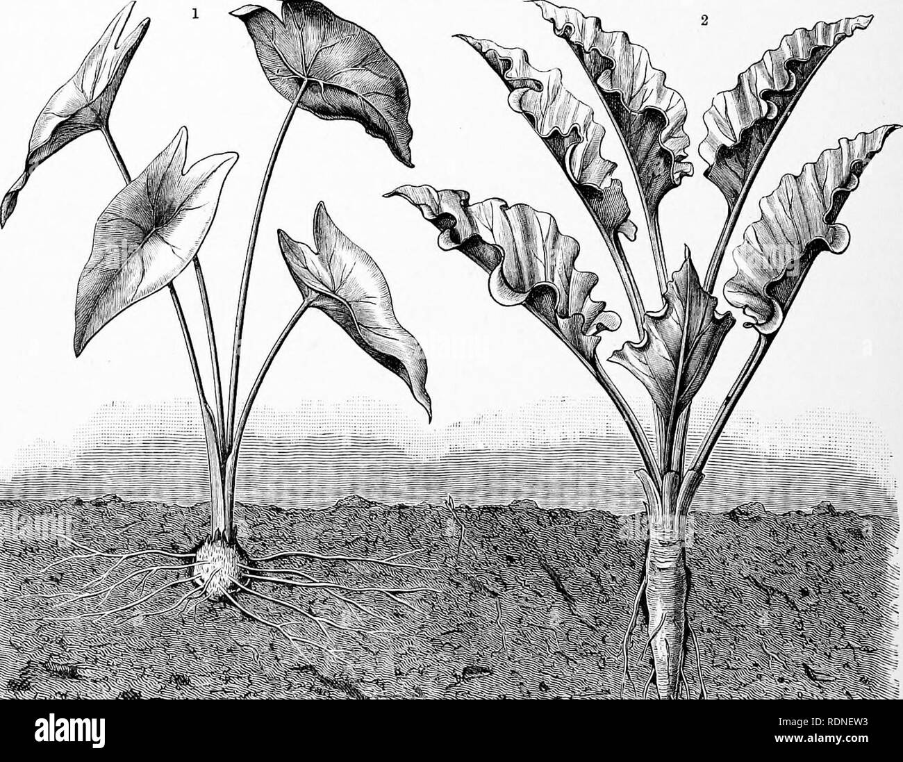. The natural history of plants, their forms, growth, reproduction, and distribution;. Botany