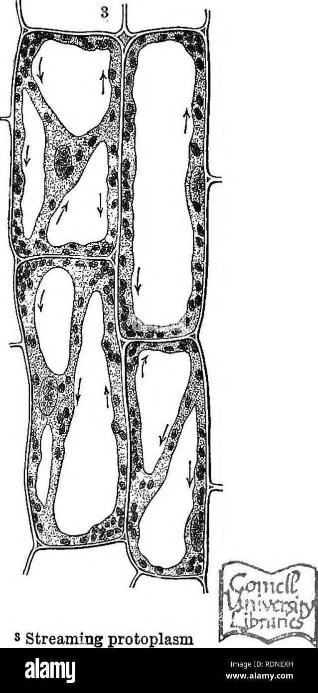 Gelatinous shell hires stock photography and images Alamy