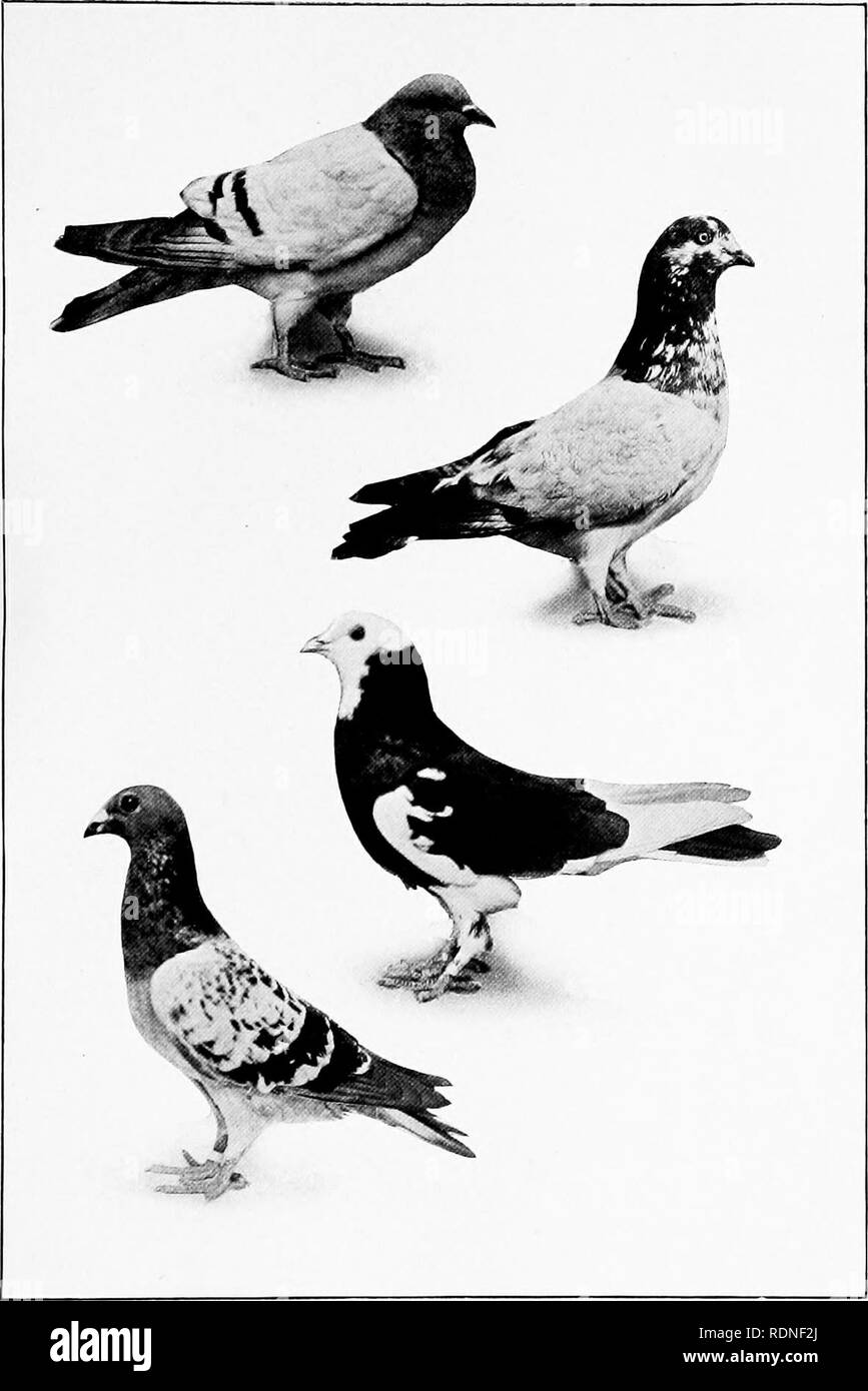 Roller Pigeons Drawing