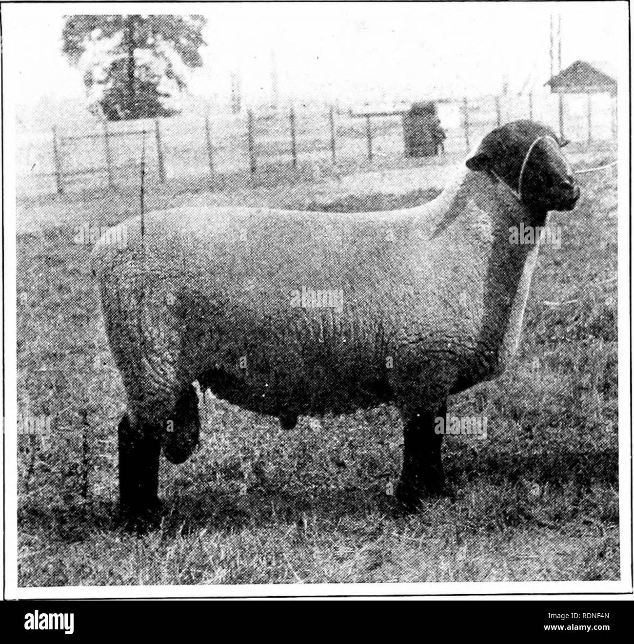 . Sheep farming in America . Sheep and sheep breeding. FLOCK HUSBANDRY IN WESTERN STATES. Ill of the flocks till tliey approacli in excellence the qnality of the flocks of New Zealand and Ar- gentina. The writer once in Deptford Mar- ket, where the live cattle and sheep sent to Lon- don from foreign ports are slaughtered, was shocked to see how much better were the. SUFFOLK RAM. strangers' sheep than those of his bretliren. Needless to say that the good sheep brought much the better prices. To thus upbuild our range flocks needs a steady inflow of the best rams, mainly of Kam-. Please note tha Stock Photo