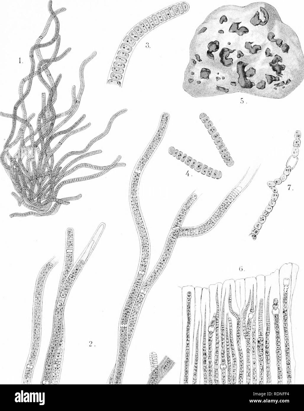 Flora Of Koh Chang Contributions To The Knowledge Of The Vegetation In The Gulf Of Siam Botany Lr Quot R Imimi Gt A Is J V