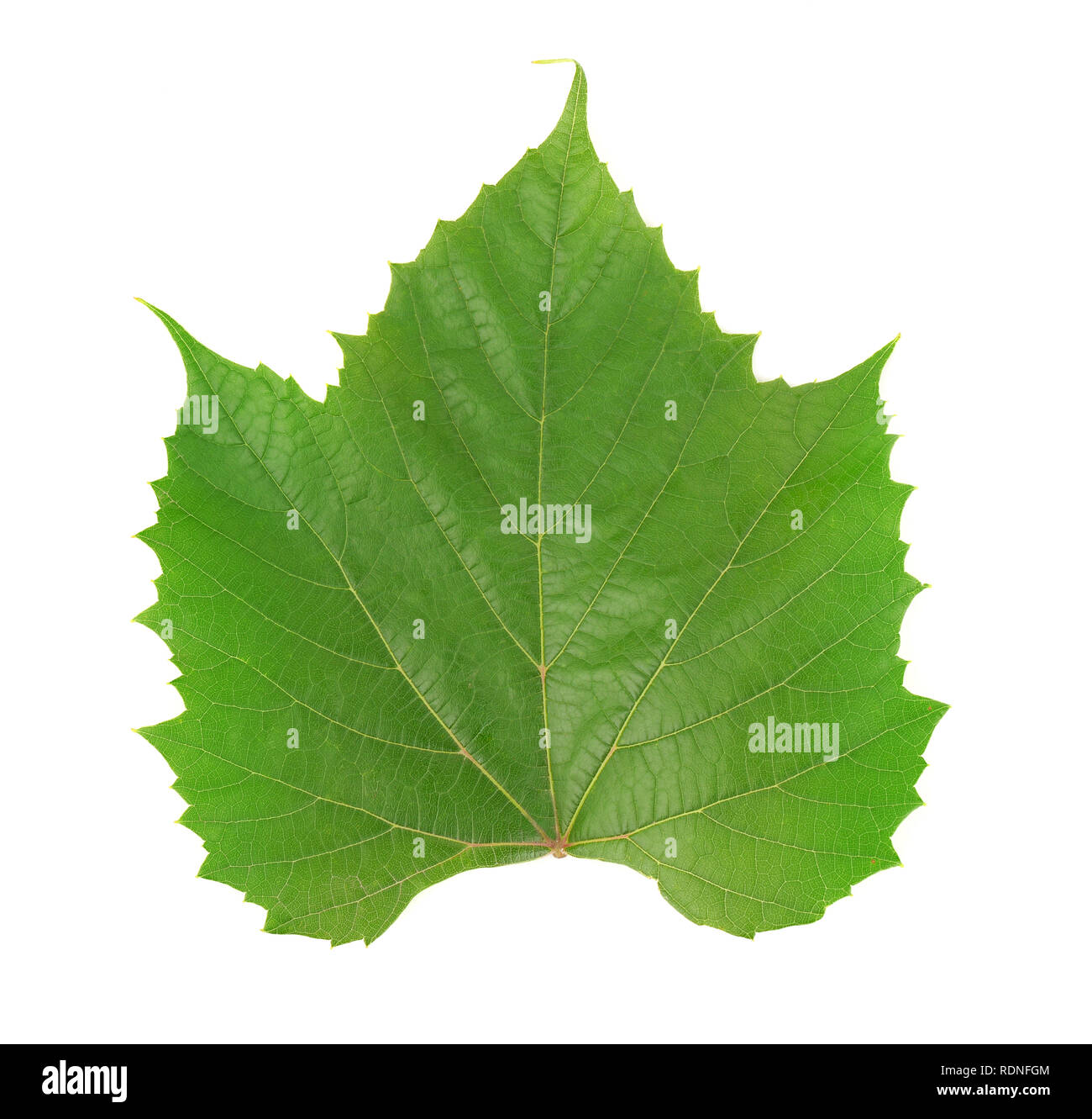 Single green grape leaf isolated on a white Stock Photo
