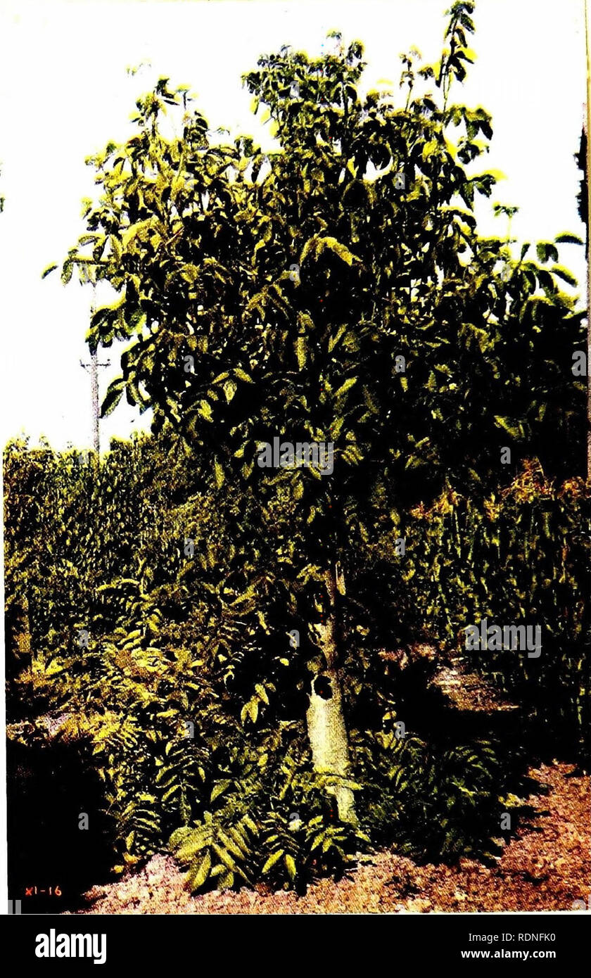 Walnut Tree Varieties High Resolution Stock Photography And Images Alamy